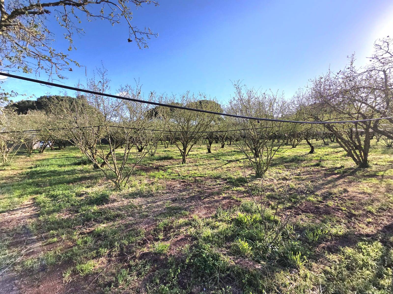 Terreno Agricolo in vendita a Ronciglione