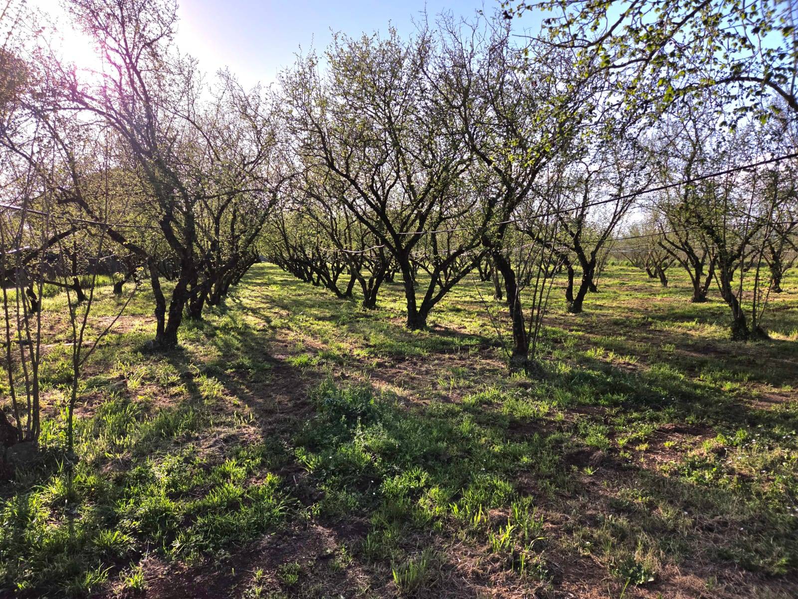 Terreno Agricolo in vendita a Ronciglione