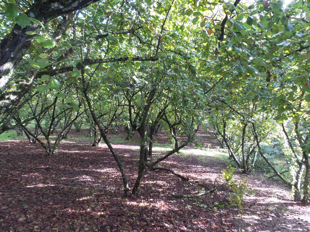 Terreno Agricolo in vendita a Ronciglione