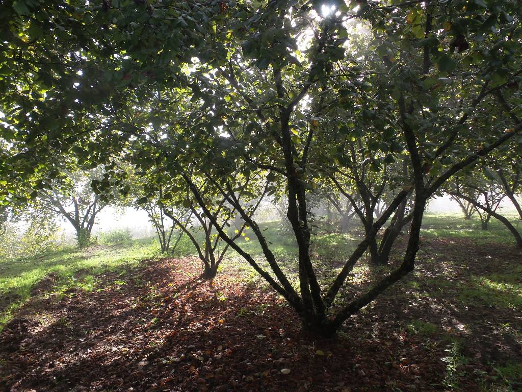 Terreno Agricolo in vendita a Ronciglione