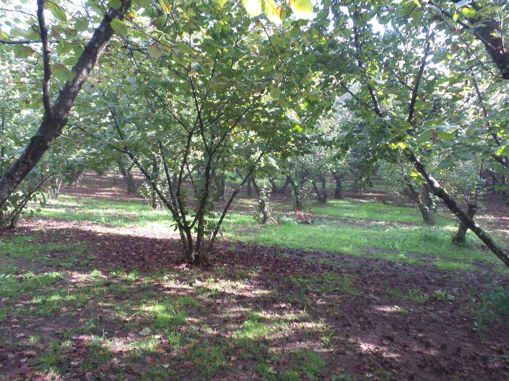 Terreno Agricolo in vendita a Ronciglione