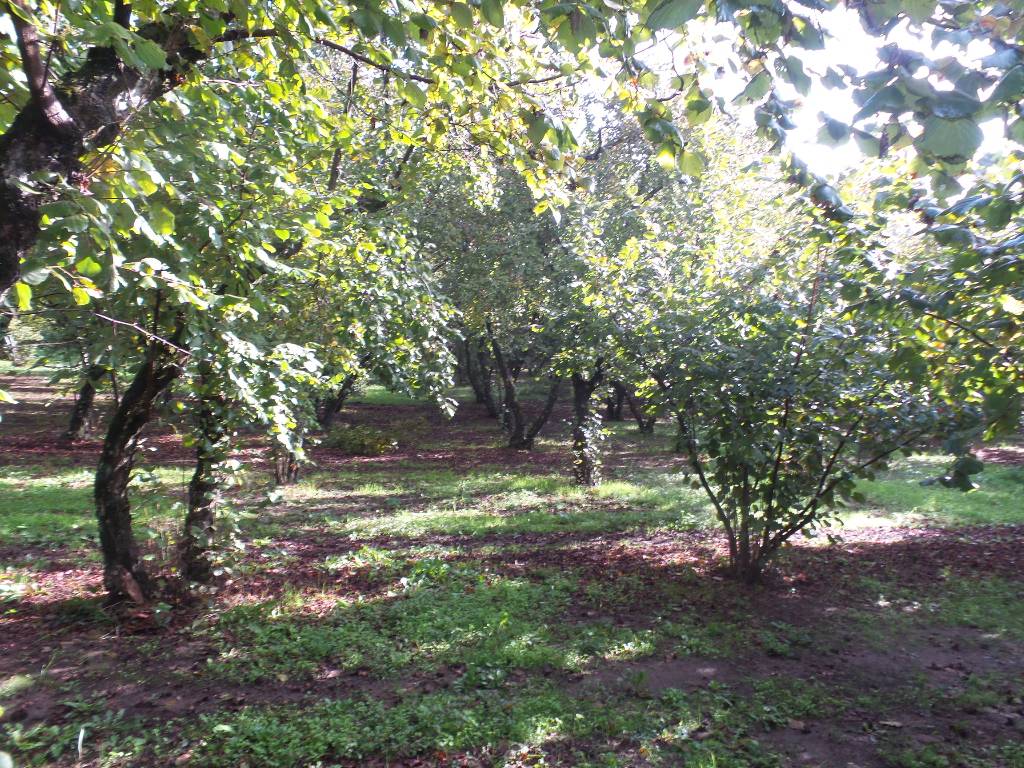 Terreno Agricolo in vendita a Ronciglione