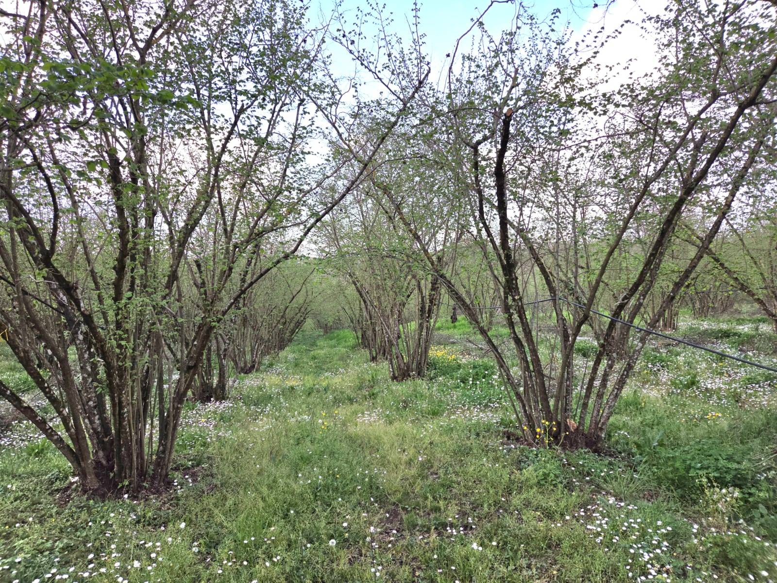 Terreno Agricolo in vendita a Gallese