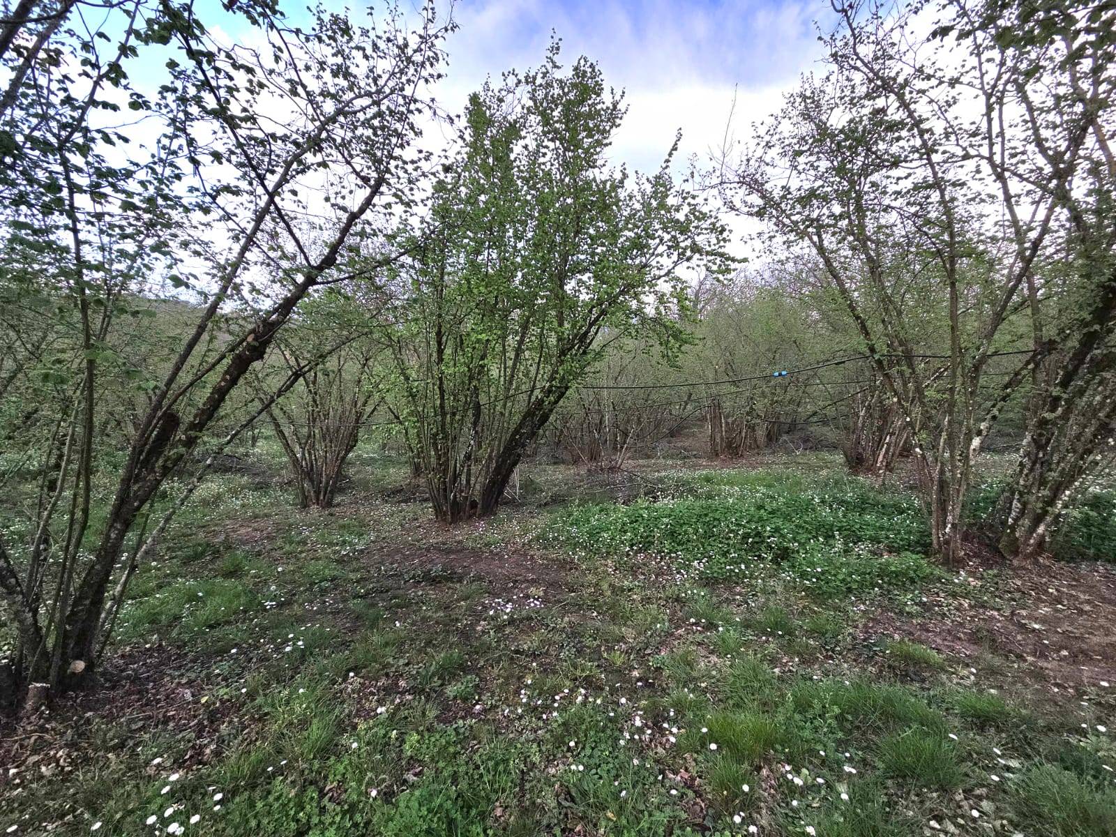 Terreno Agricolo in vendita a Gallese