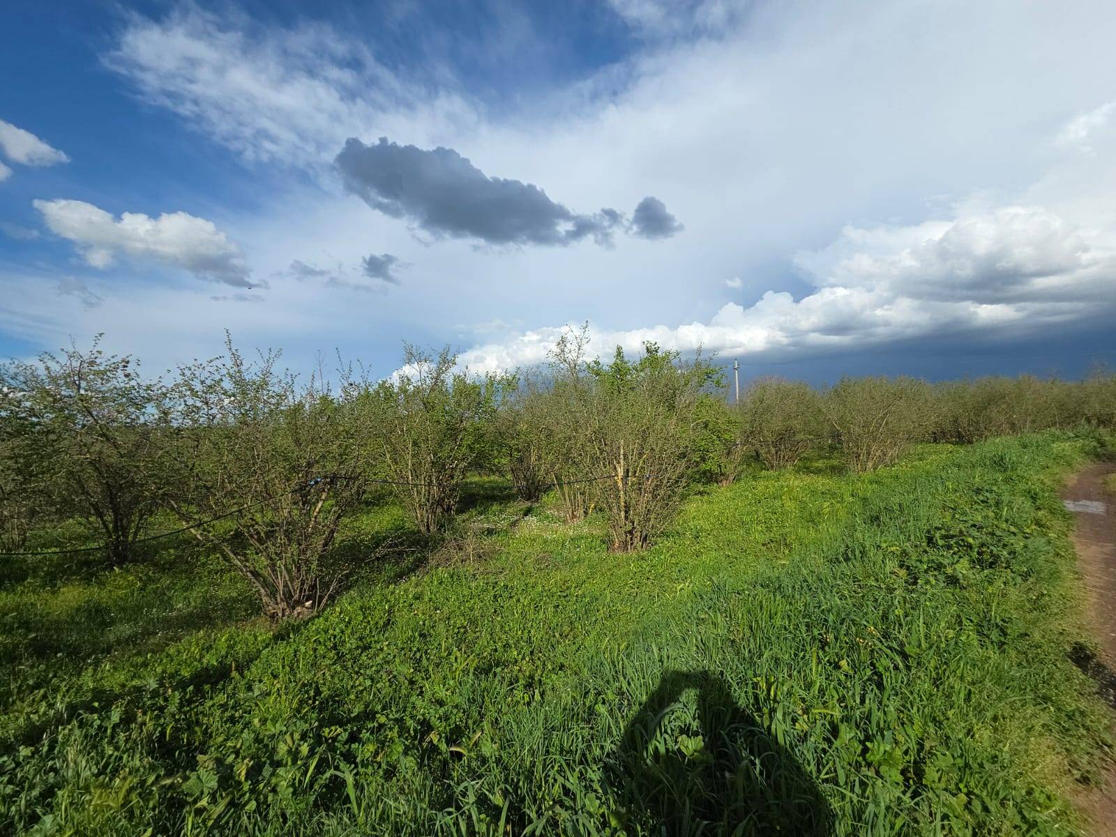 Terreno Agricolo in vendita a Gallese