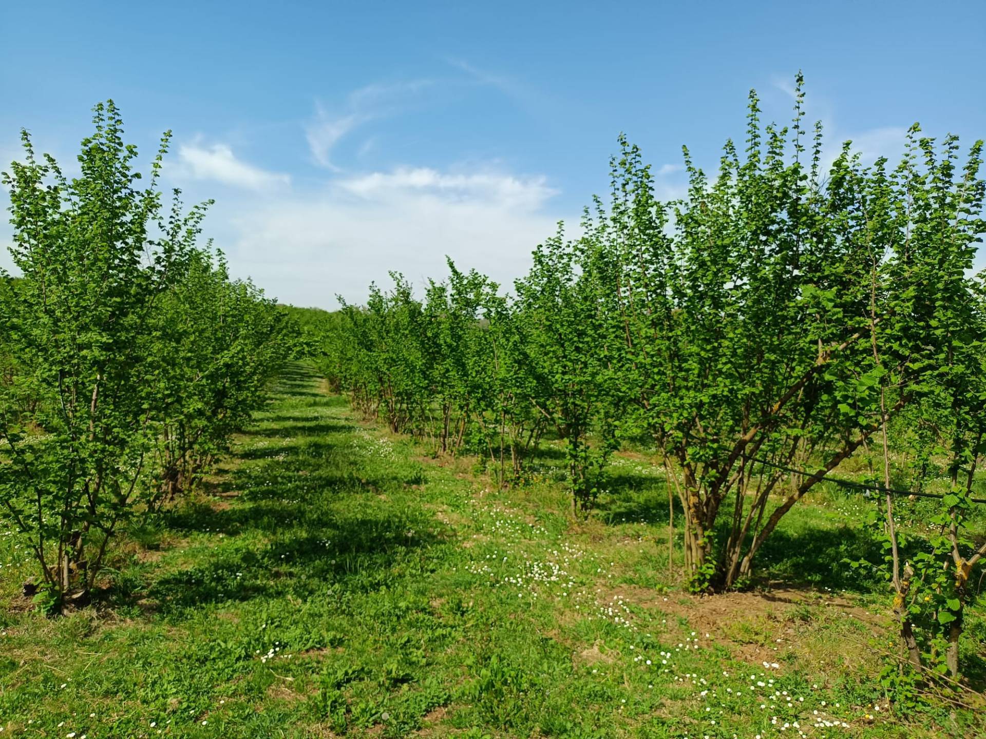 Terreno Agricolo in vendita a Gallese