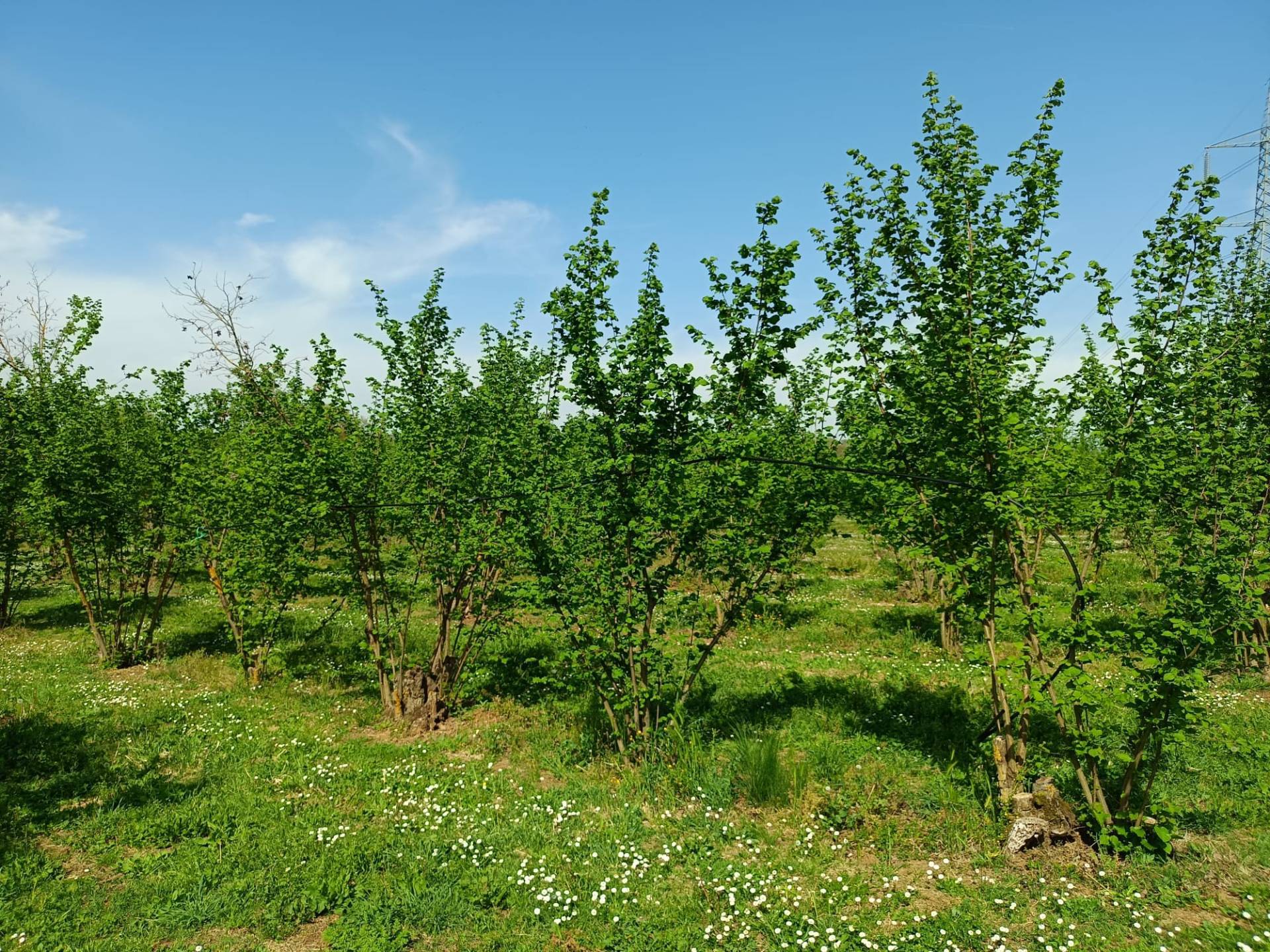 Terreno Agricolo in vendita a Gallese