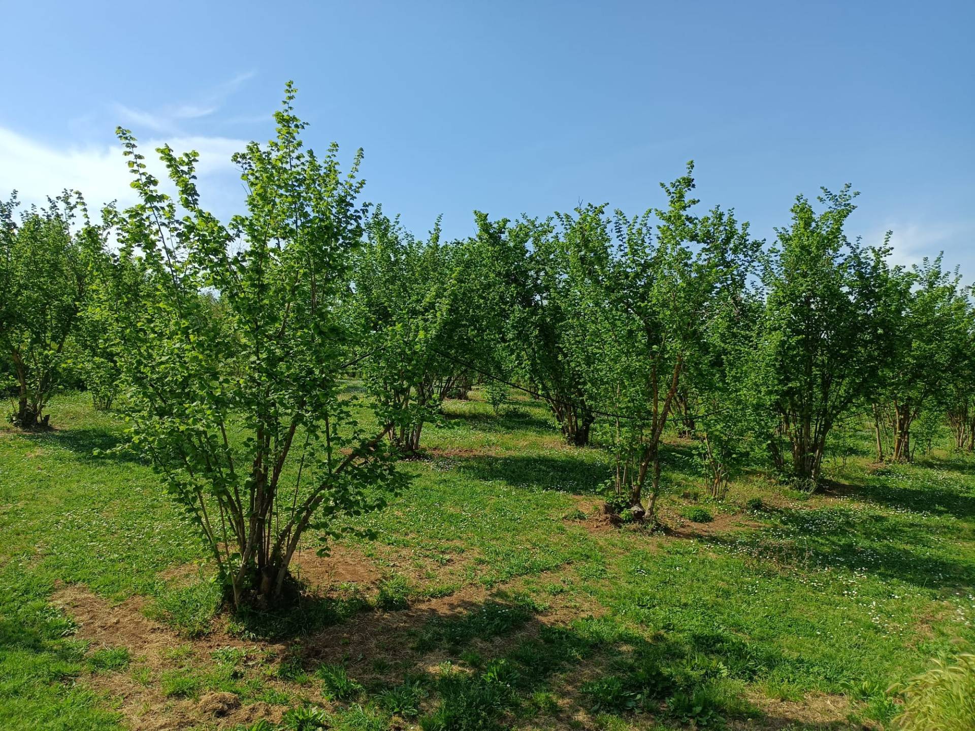 Terreno Agricolo in vendita a Gallese