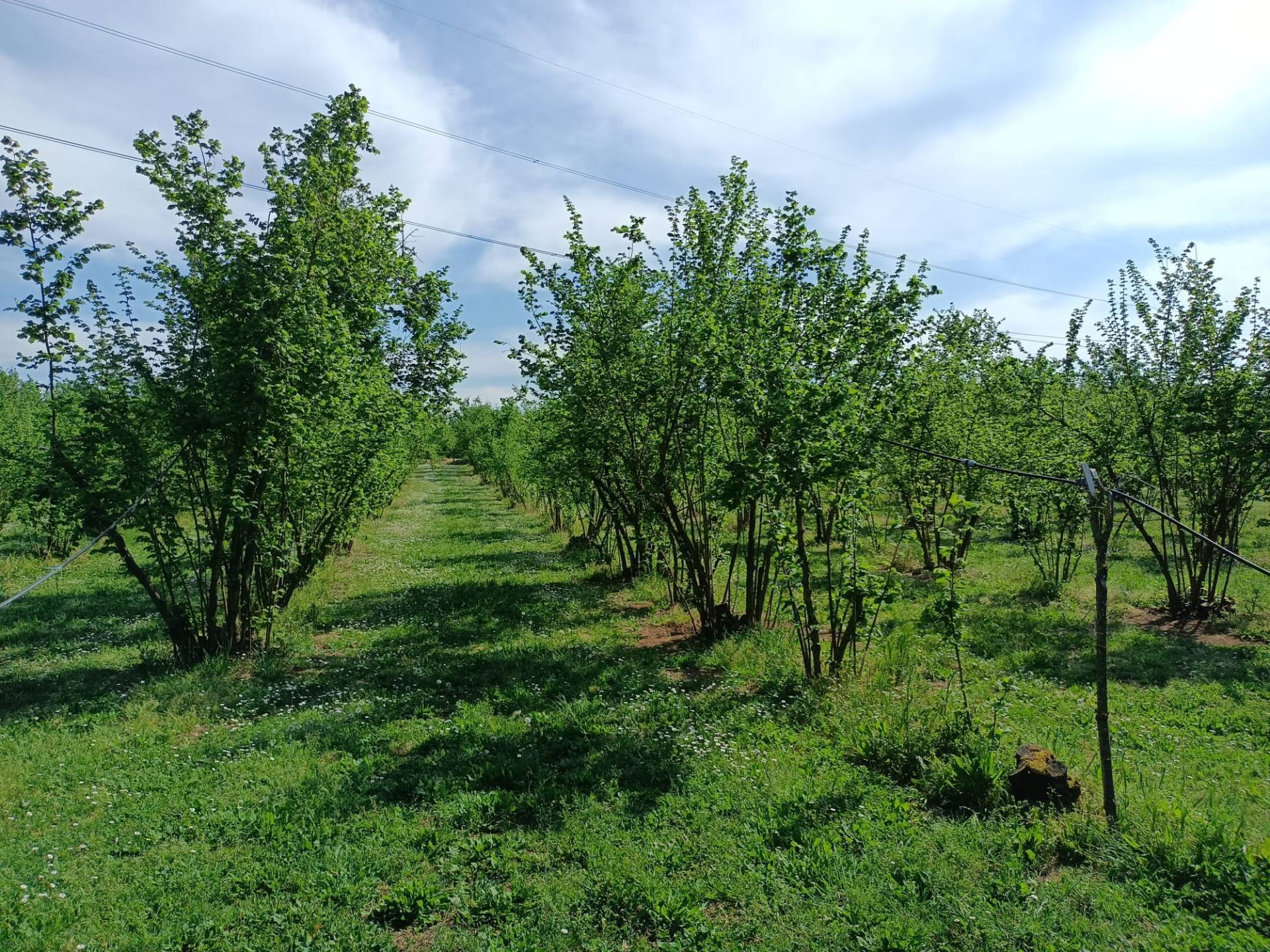Terreno Agricolo in vendita a Gallese