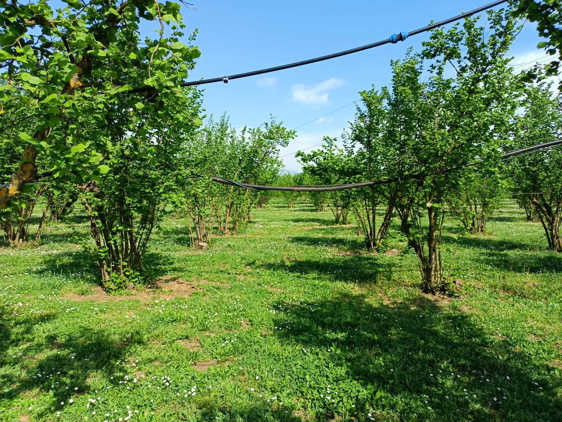 Terreno Agricolo in vendita a Gallese