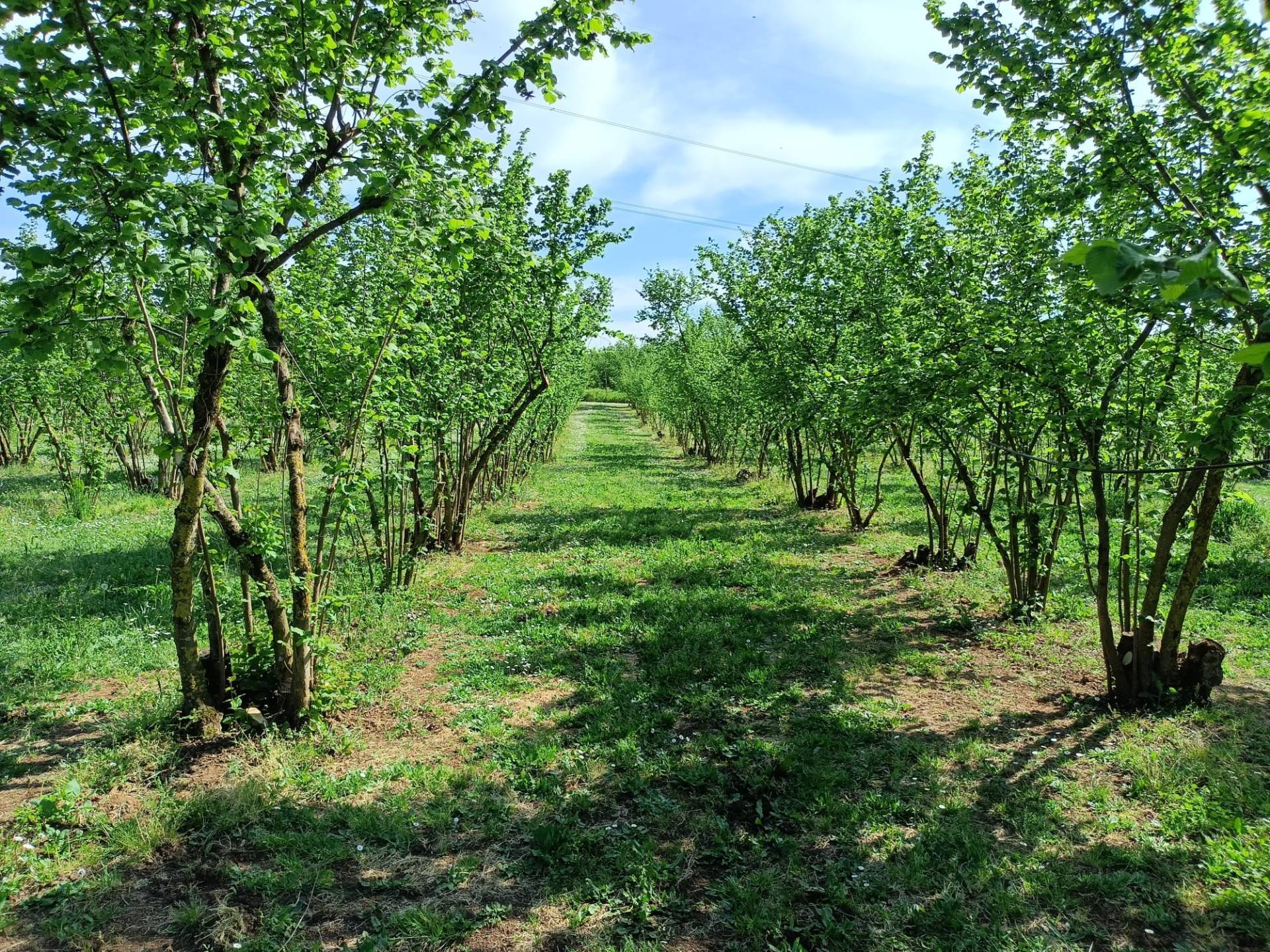 Terreno Agricolo in vendita a Gallese