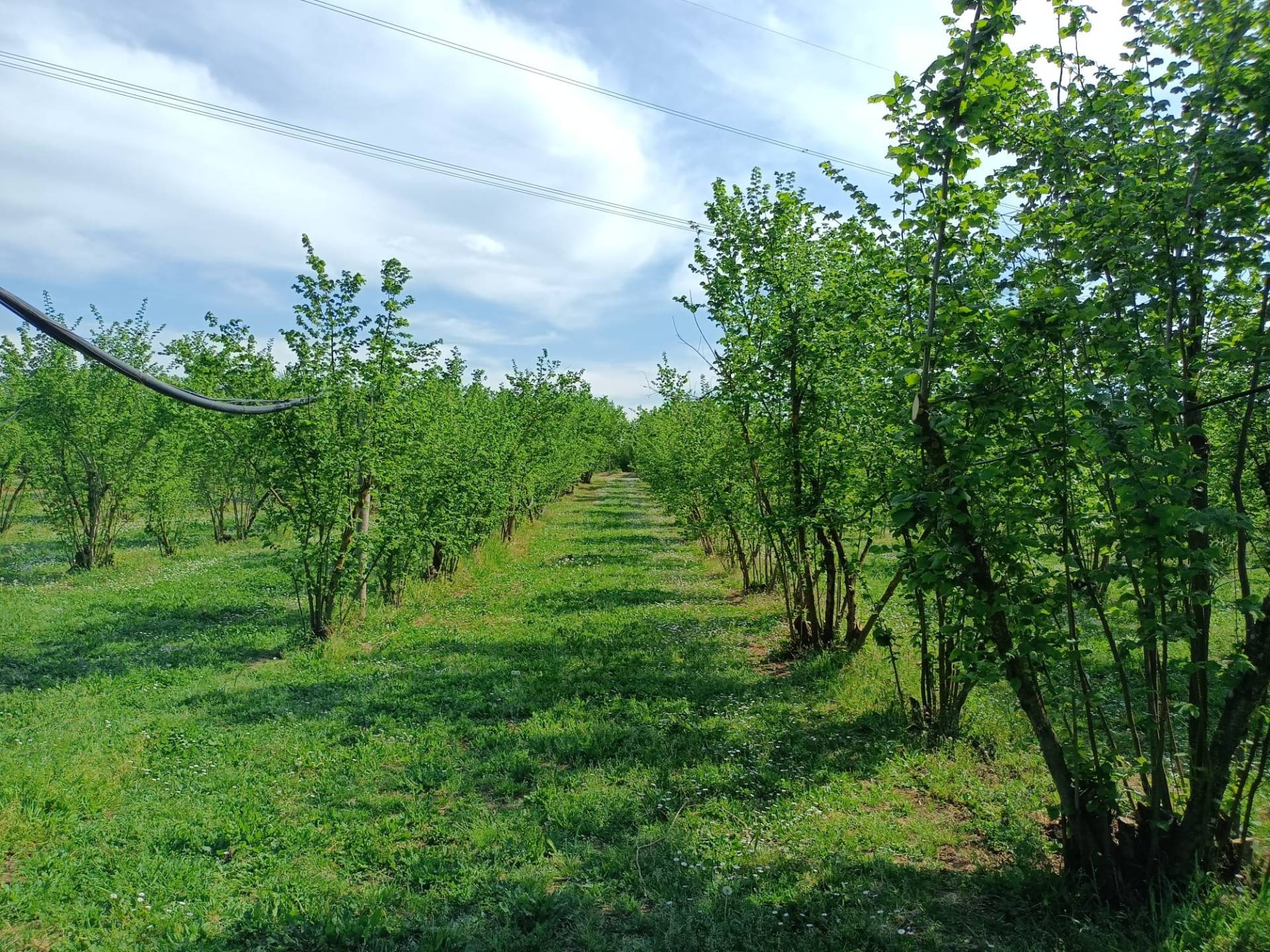 Terreno Agricolo in vendita a Gallese