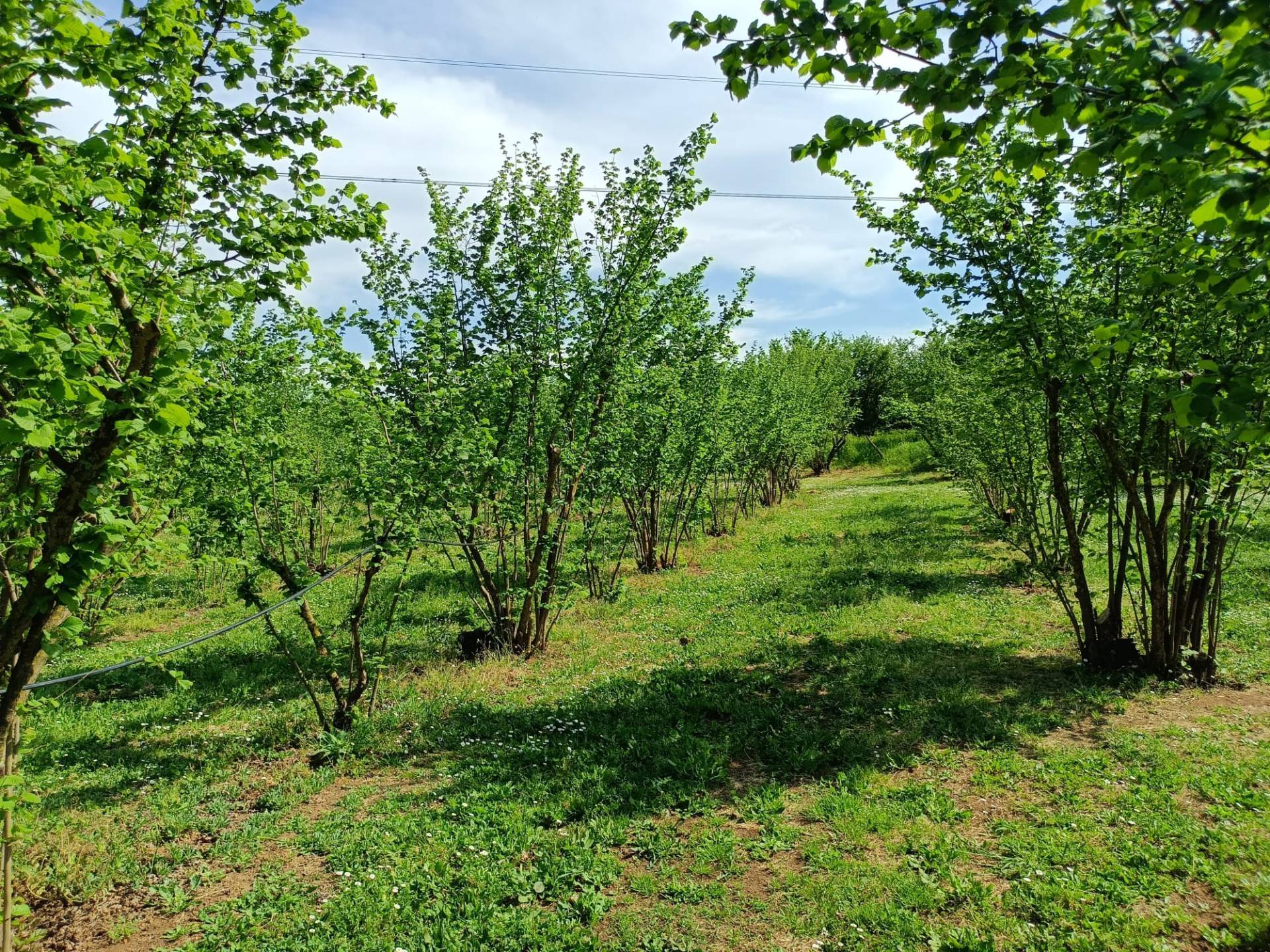 Terreno Agricolo in vendita a Gallese