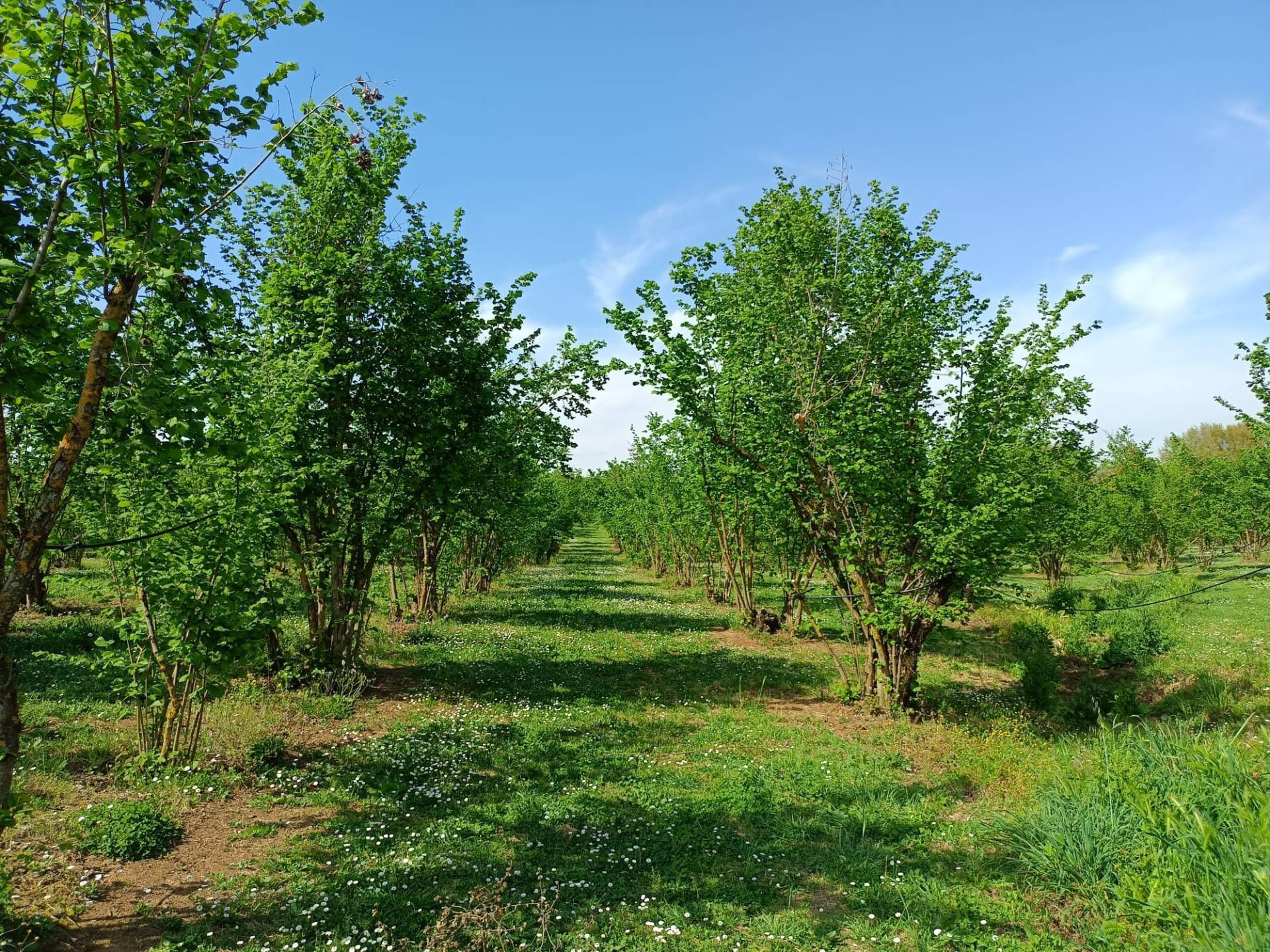 Terreno Agricolo in vendita a Gallese