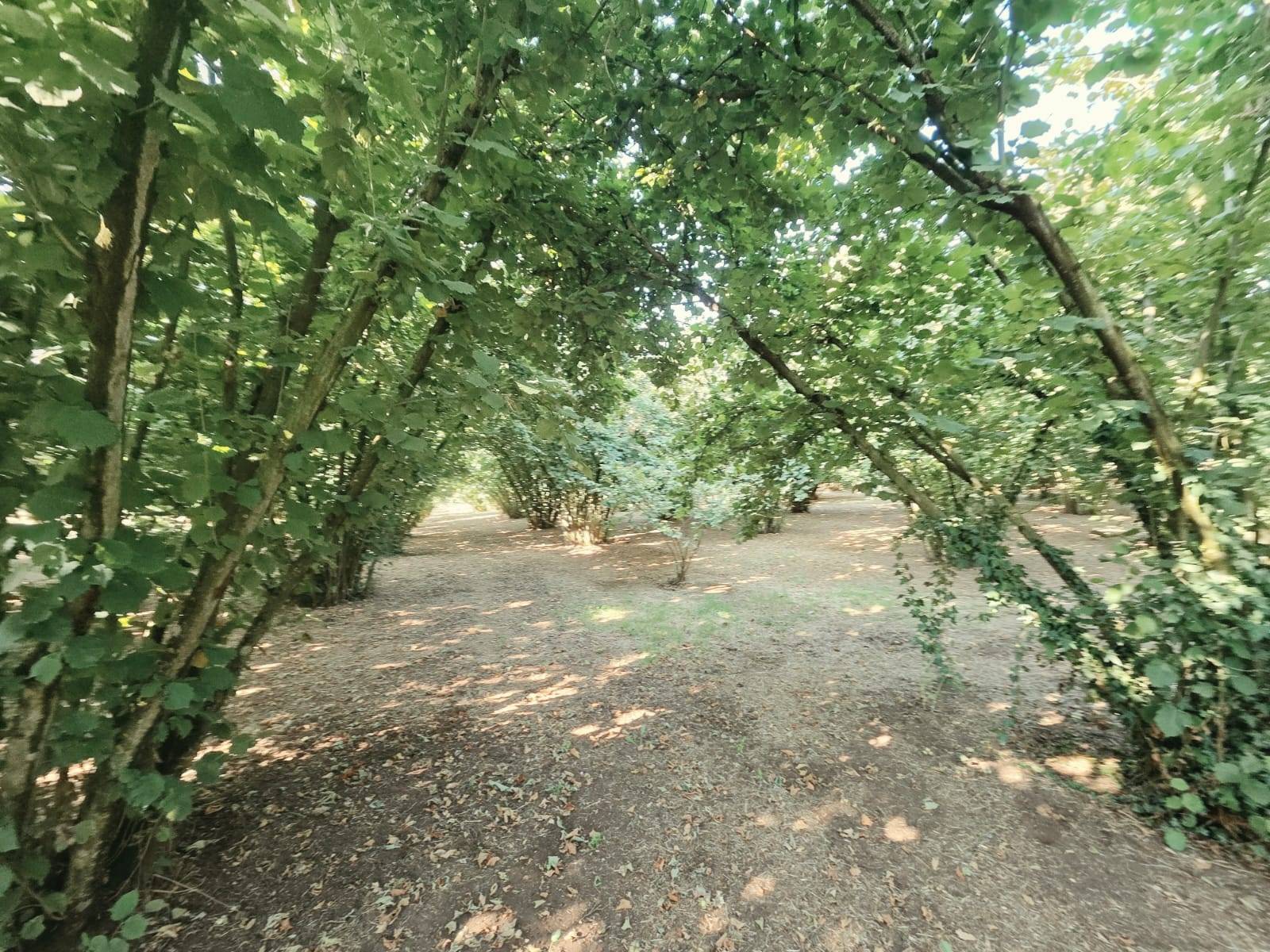 Terreno Agricolo in vendita a Caprarola