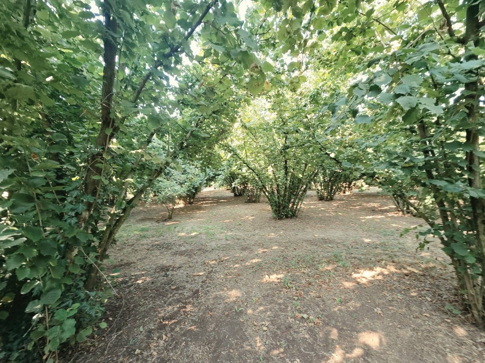 Terreno Agricolo in vendita a Caprarola