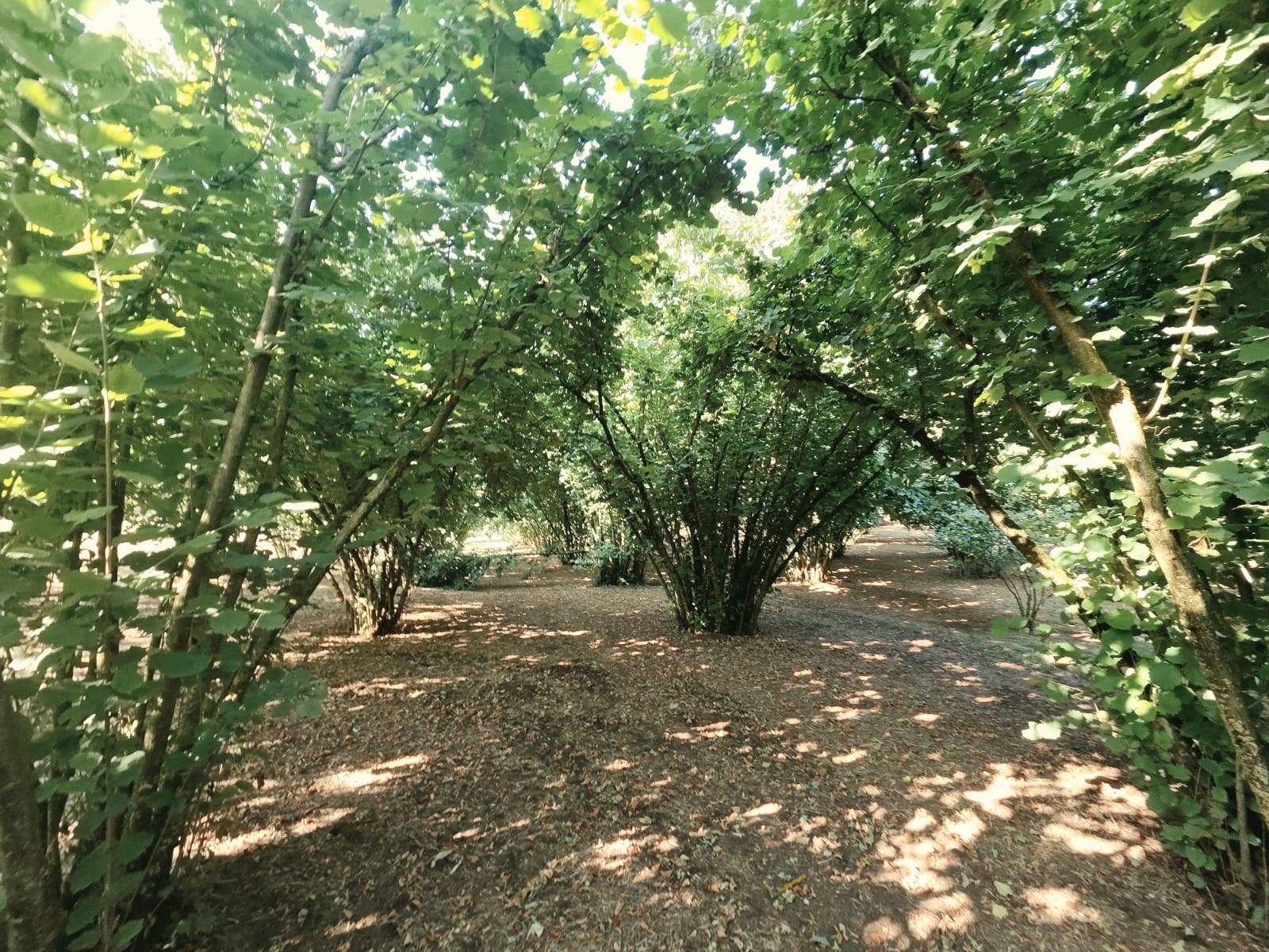 Terreno Agricolo in vendita a Caprarola