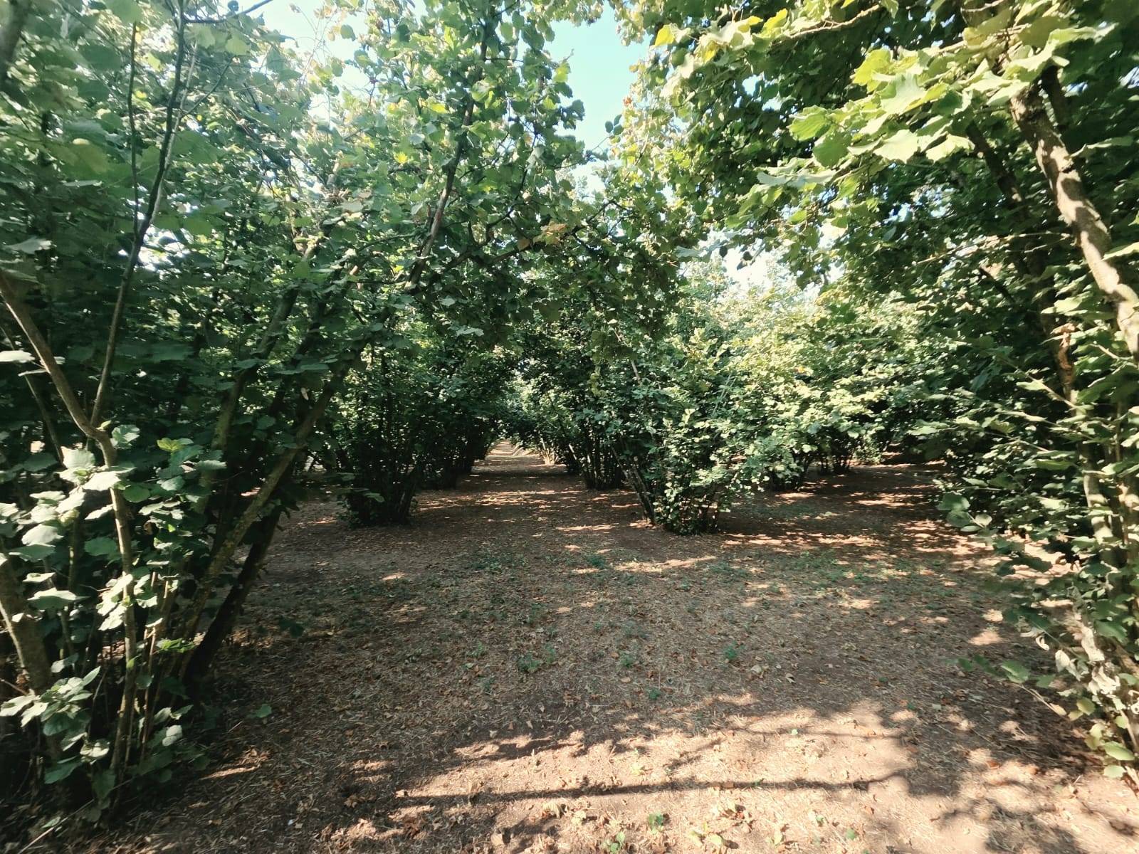 Terreno Agricolo in vendita a Caprarola