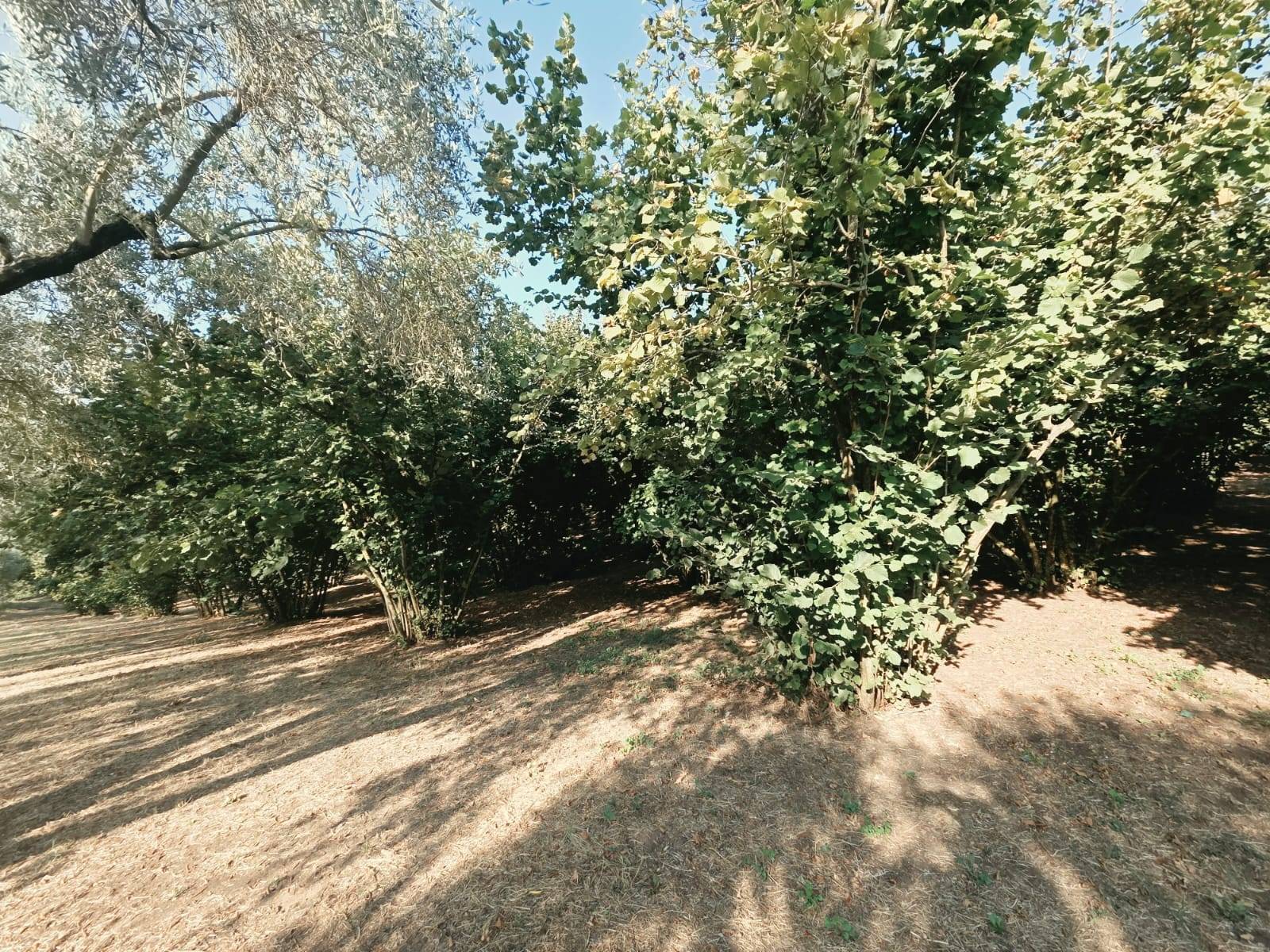 Terreno Agricolo in vendita a Caprarola