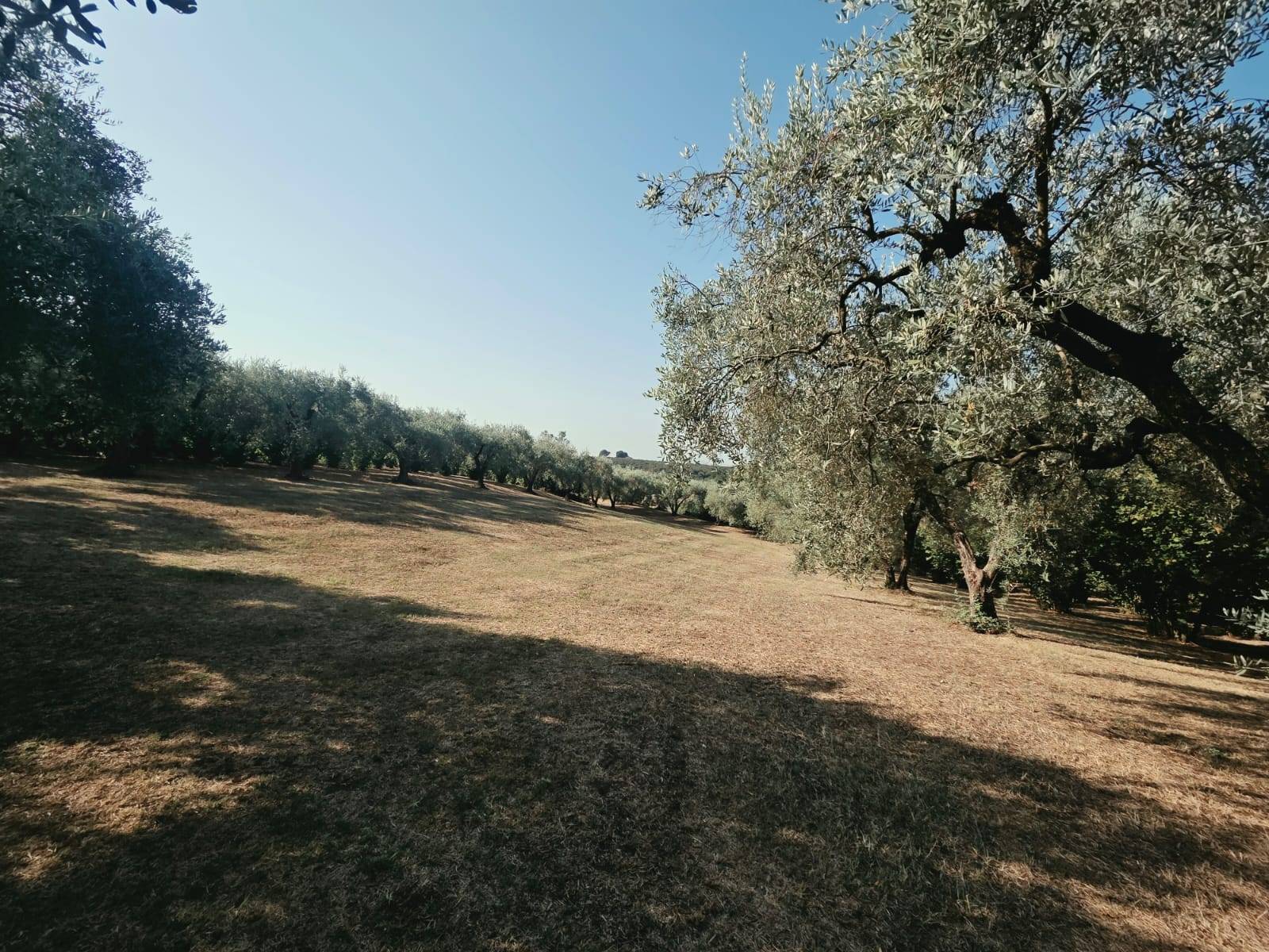 Terreno Agricolo in vendita a Caprarola