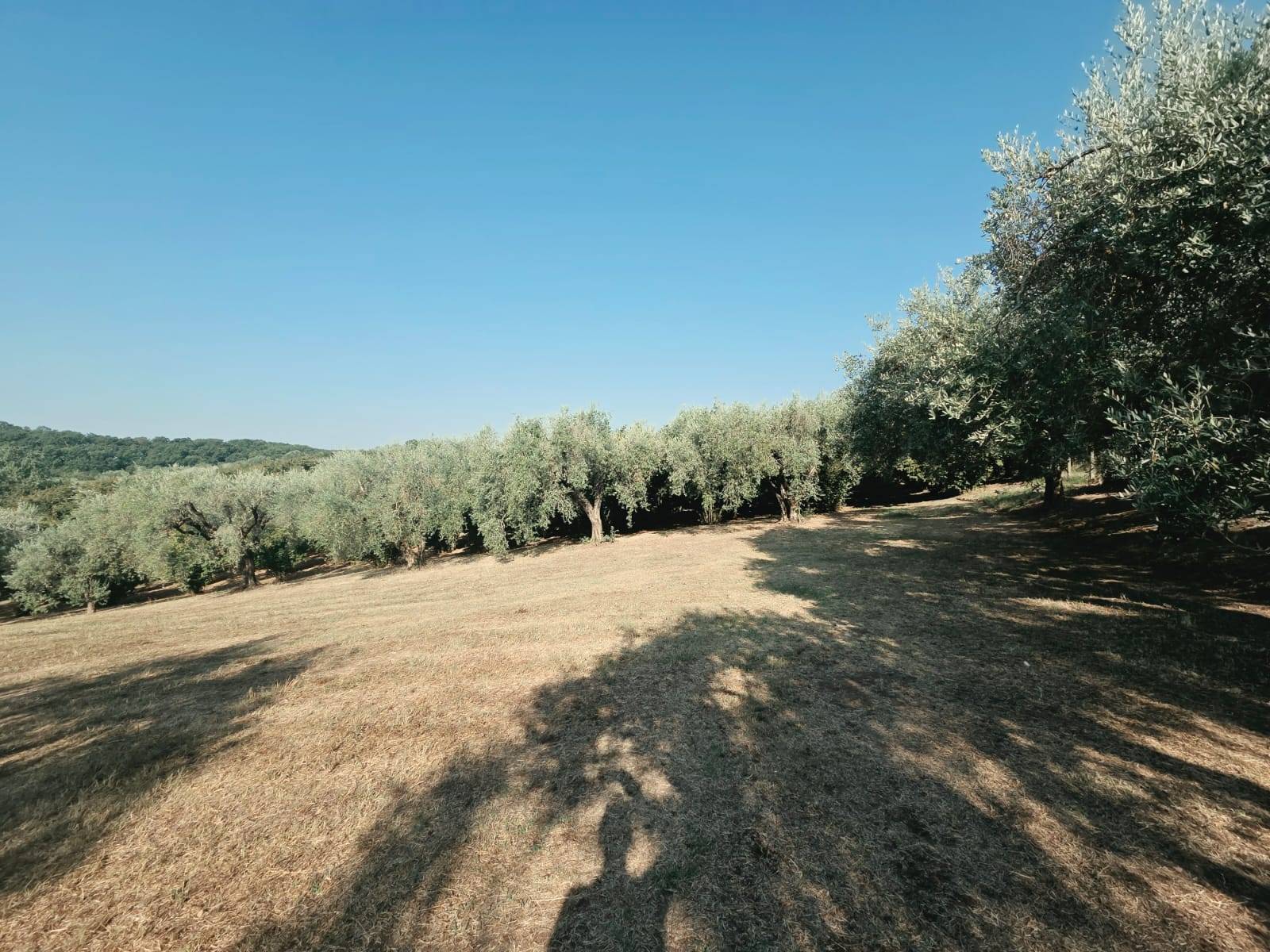 Terreno Agricolo in vendita a Caprarola