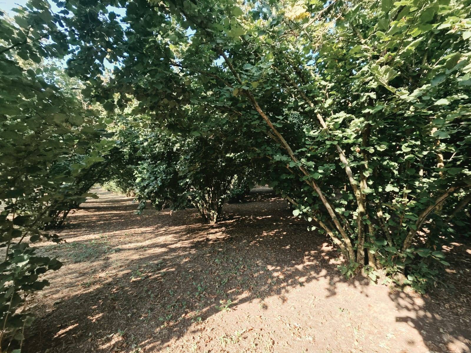 Terreno Agricolo in vendita a Caprarola
