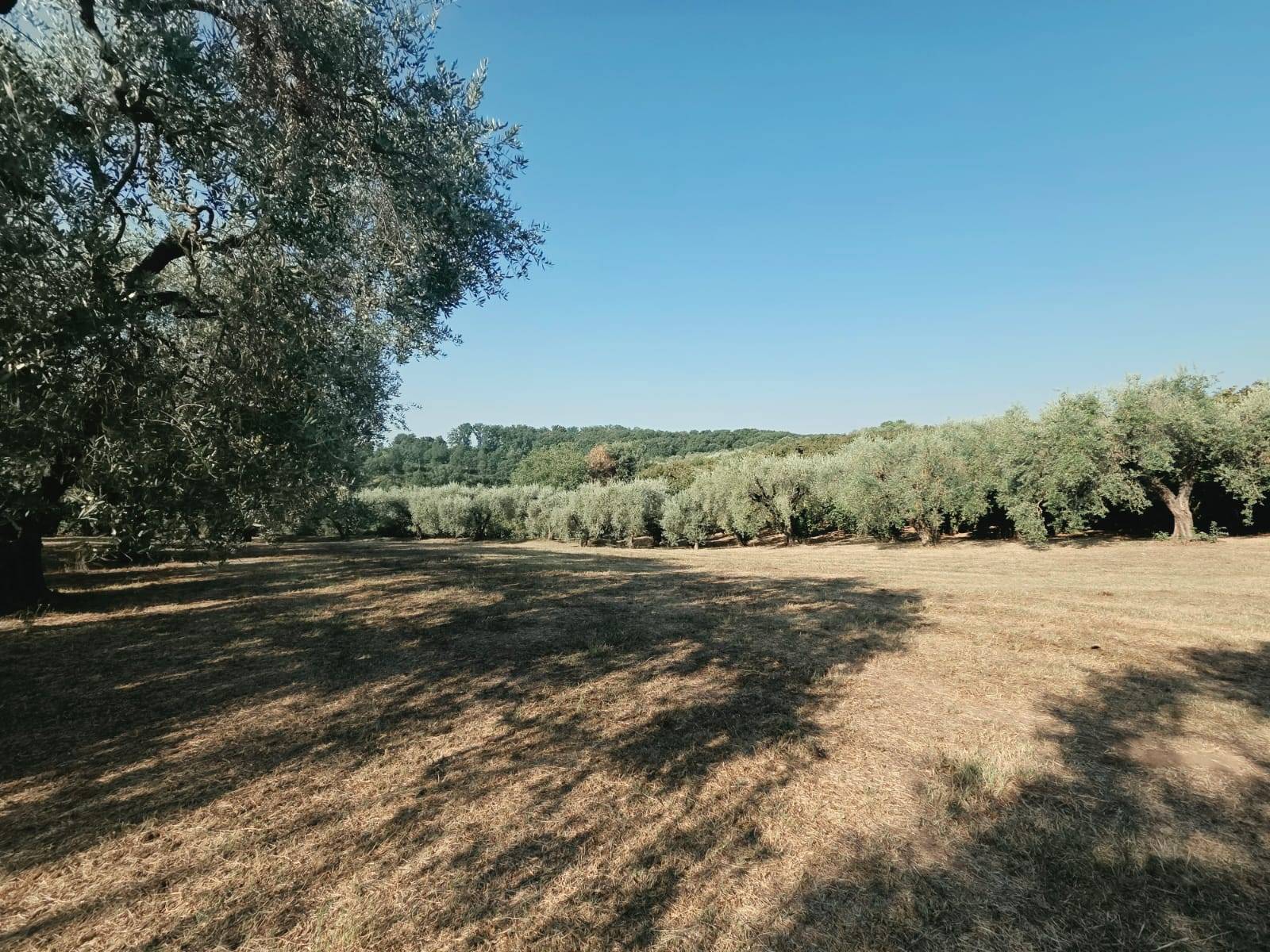 Terreno Agricolo in vendita a Caprarola
