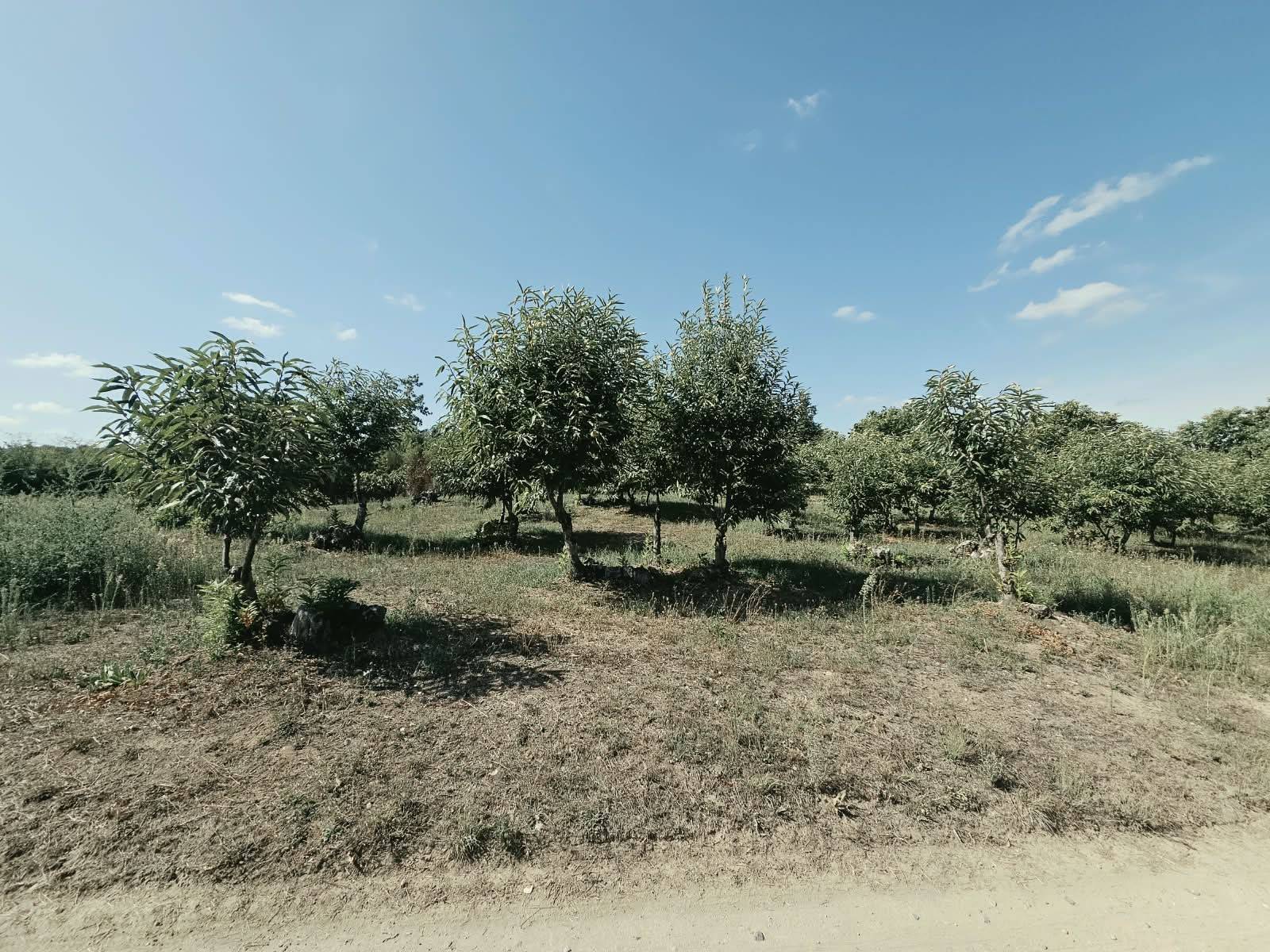 Terreno Agricolo in vendita a Caprarola