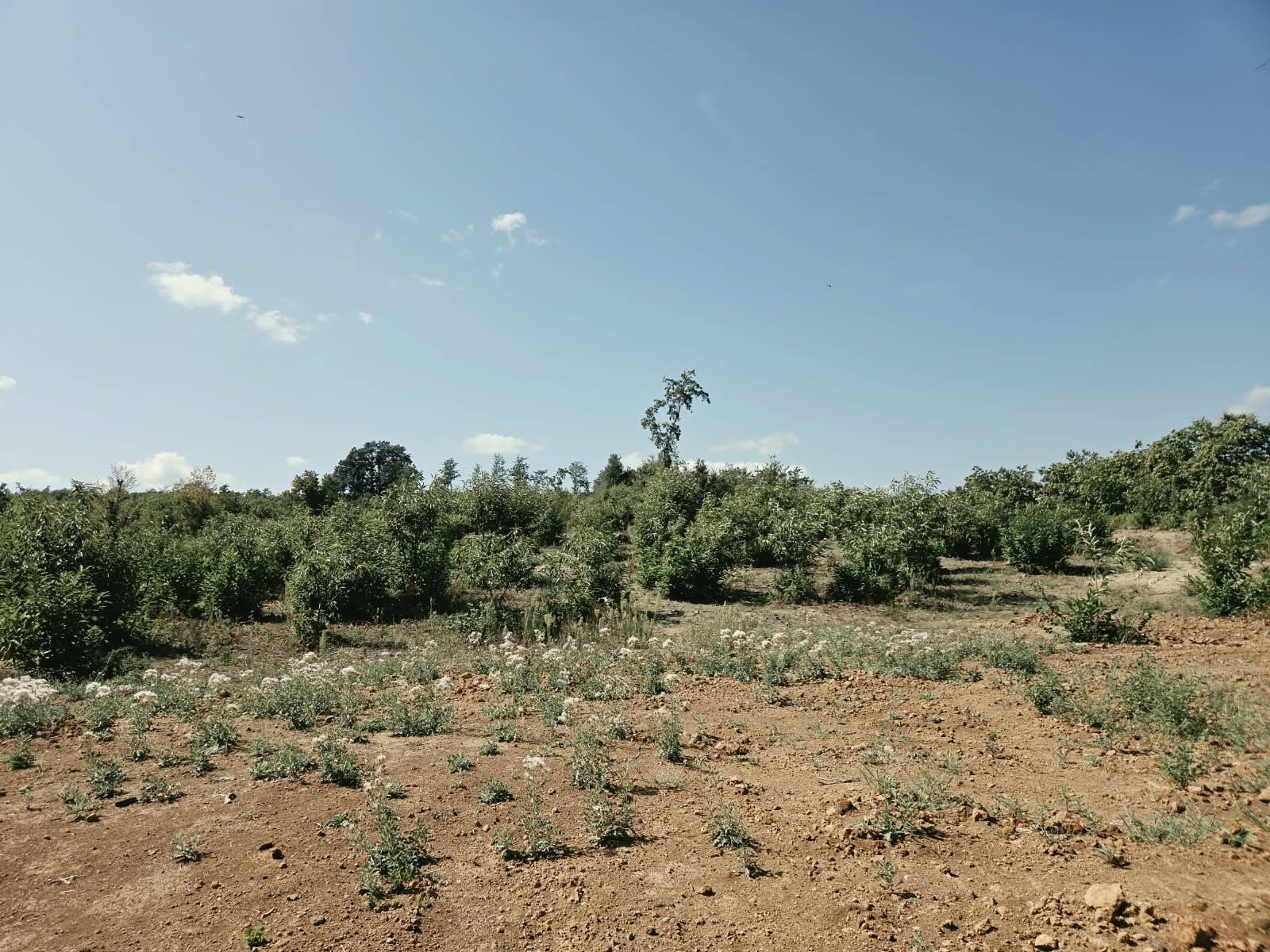 Terreno Agricolo in vendita a Caprarola