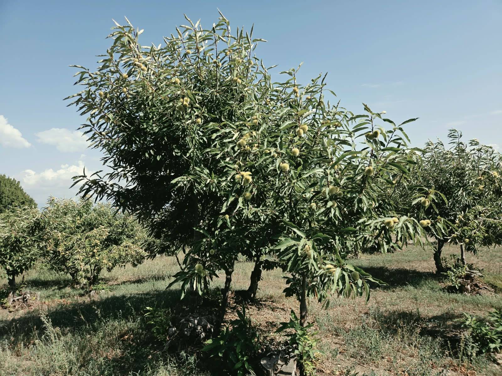 Terreno Agricolo in vendita a Caprarola