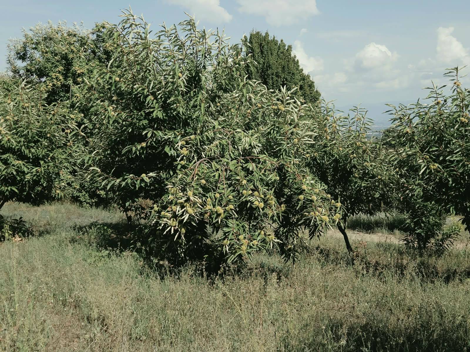 Terreno Agricolo in vendita a Caprarola