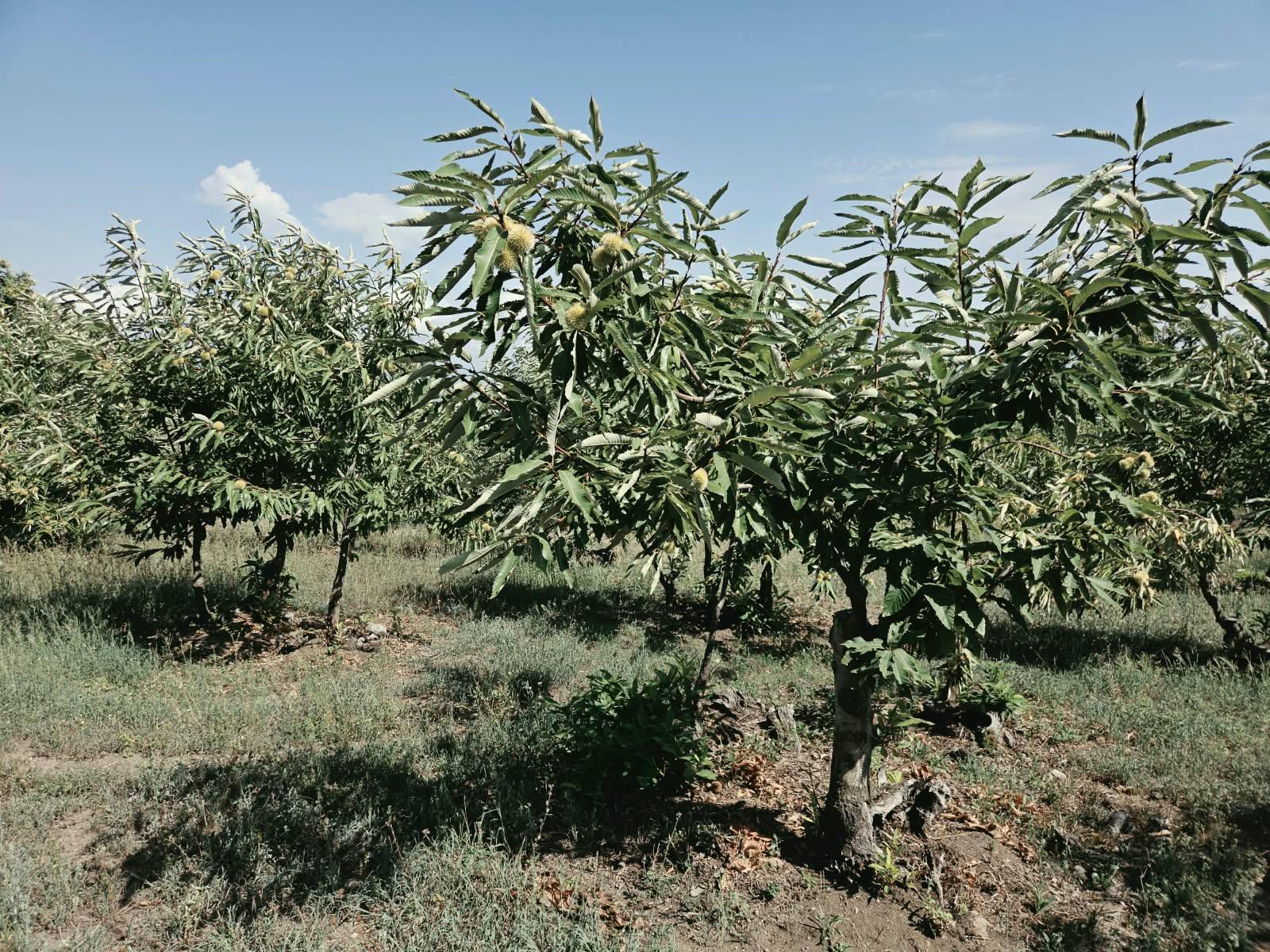 Terreno Agricolo in vendita a Caprarola