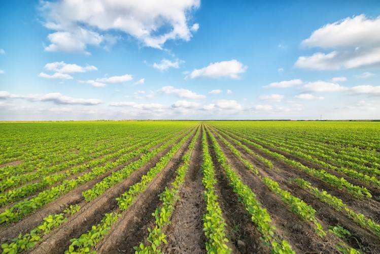 Terreno Agricolo in vendita a Venezia, Favaro Veneto