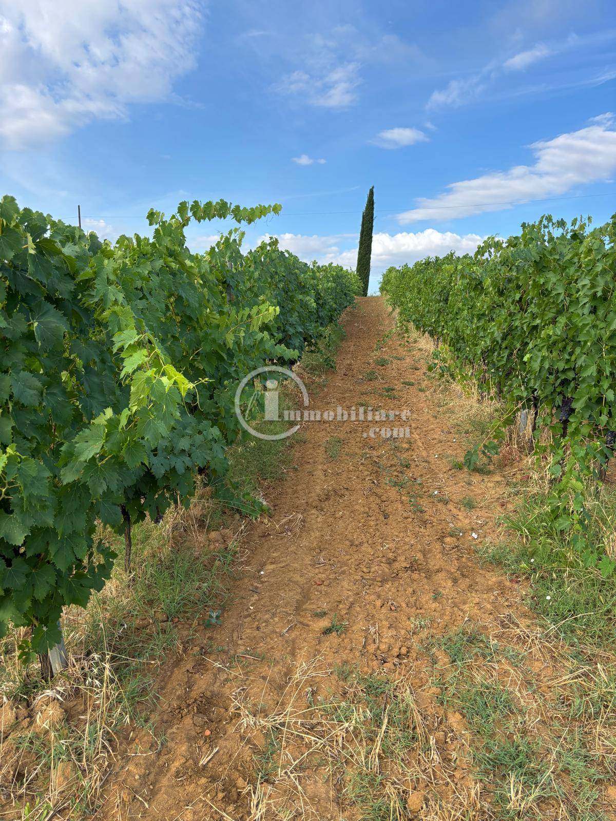 Terreno Agricolo in vendita a Montepulciano
