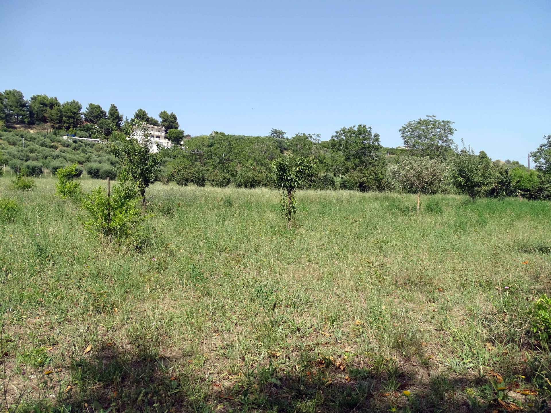 Terreno Agricolo in vendita a Ripatransone, Collinare