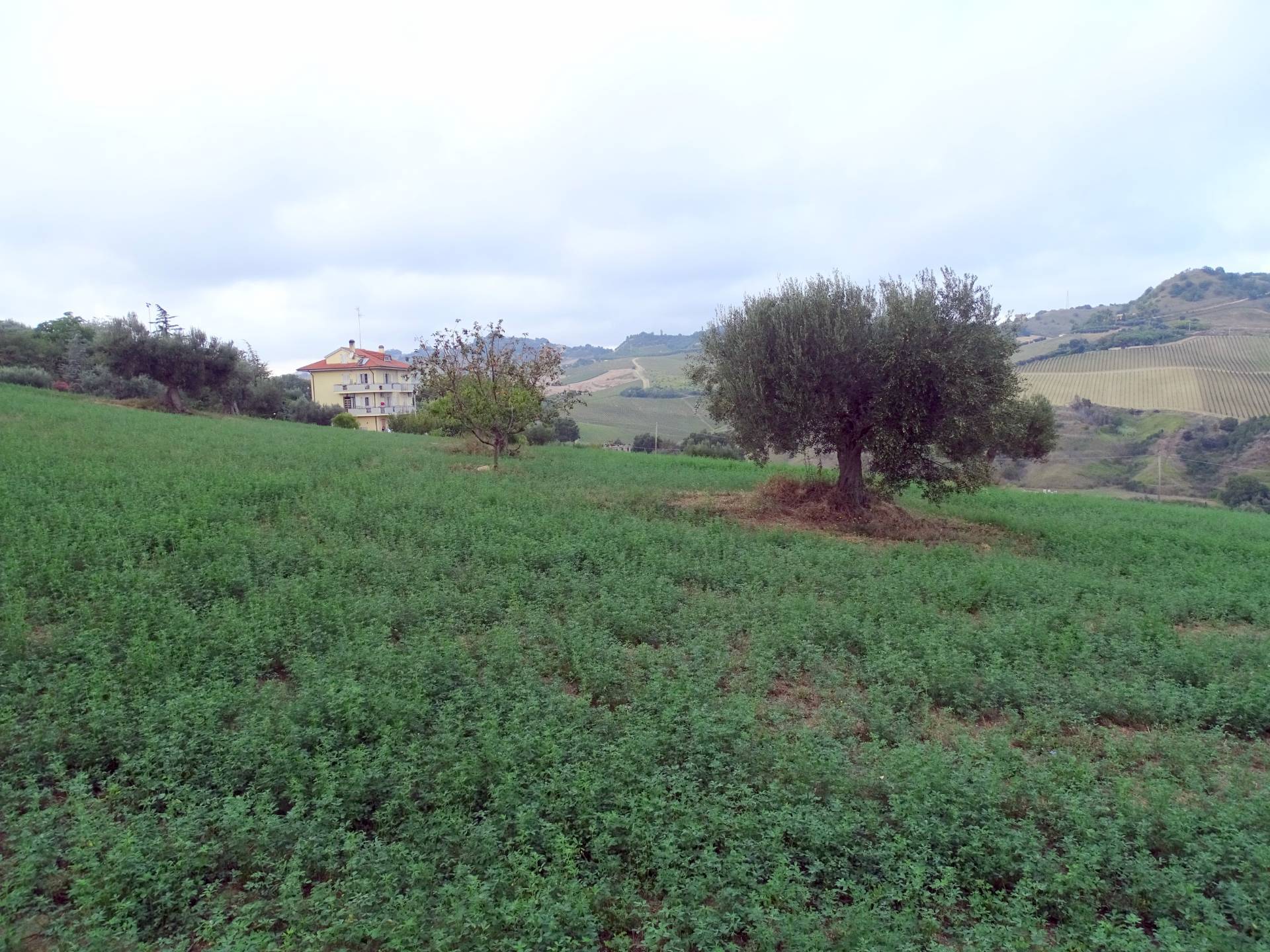 immagine annuncio 1 di 6