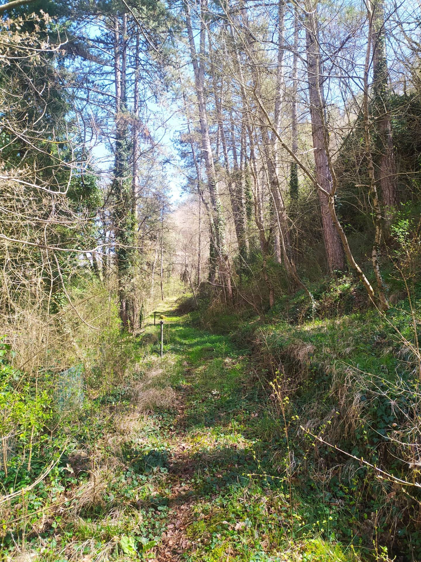 Casa singola in vendita a Castel San Niccol
