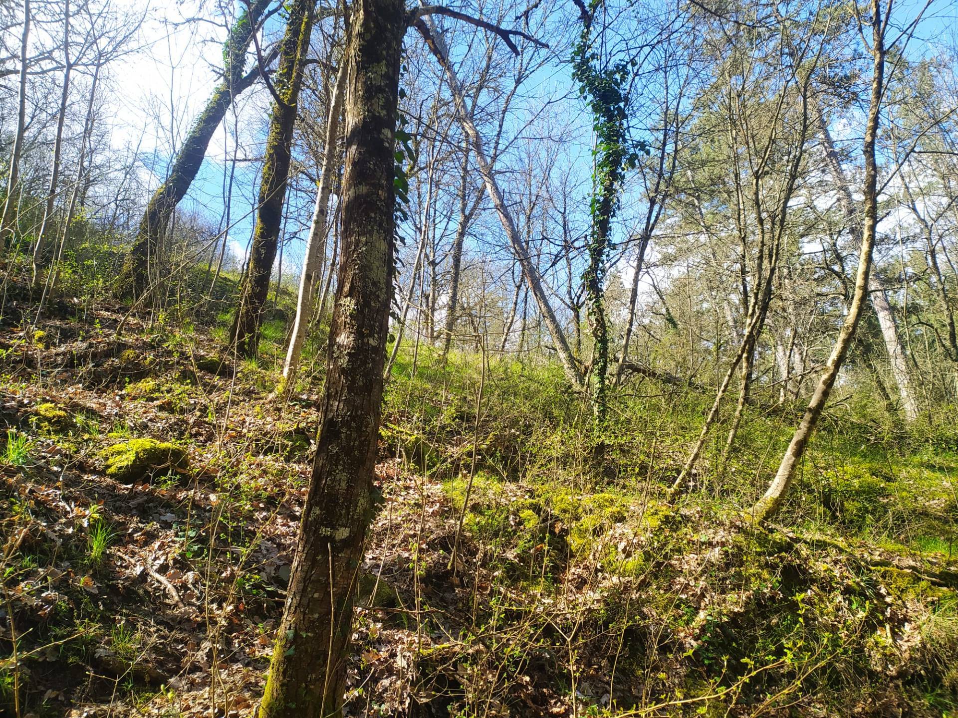 immagine annuncio 6 di 10