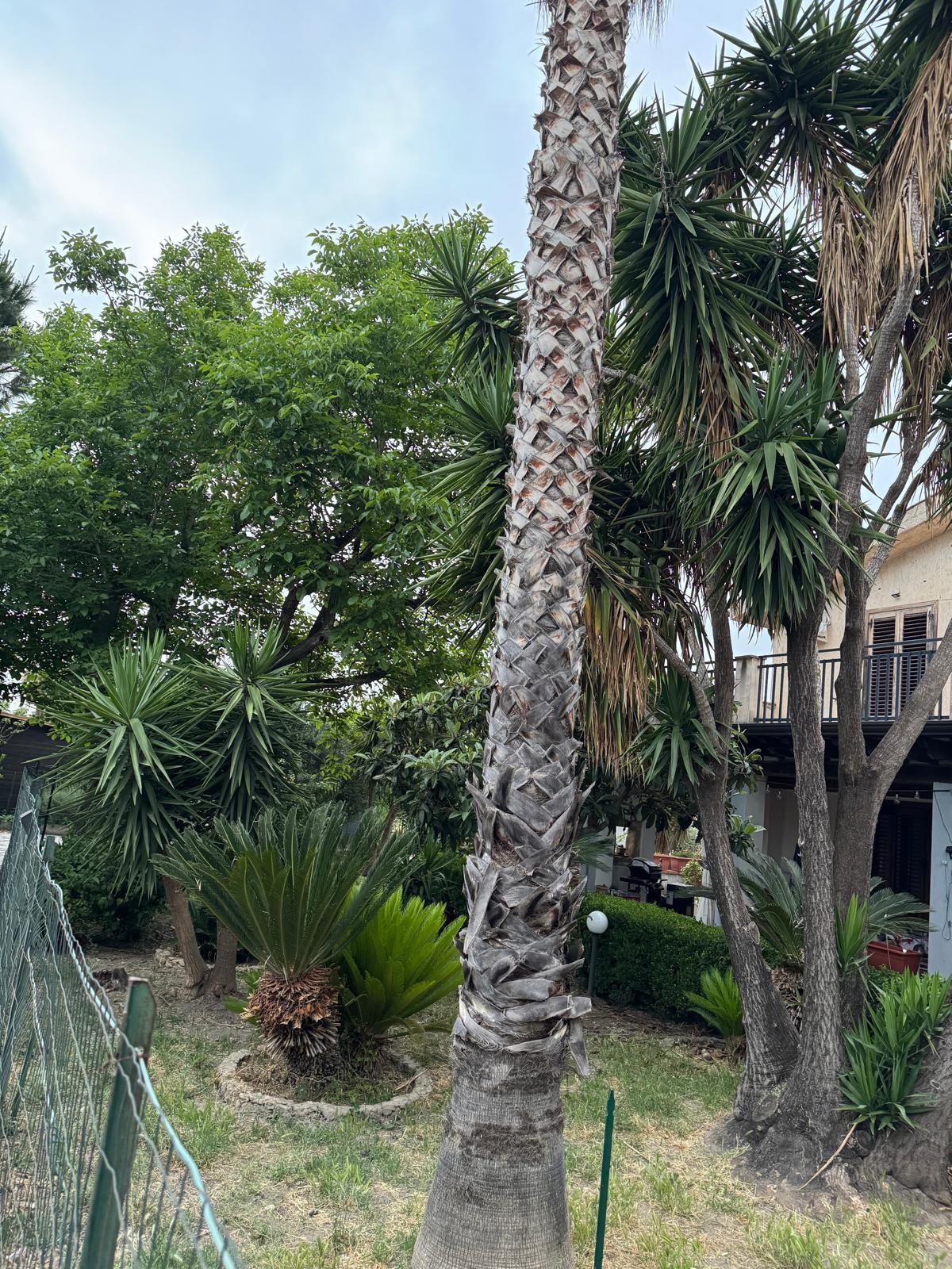 Villa con giardino a Partinico