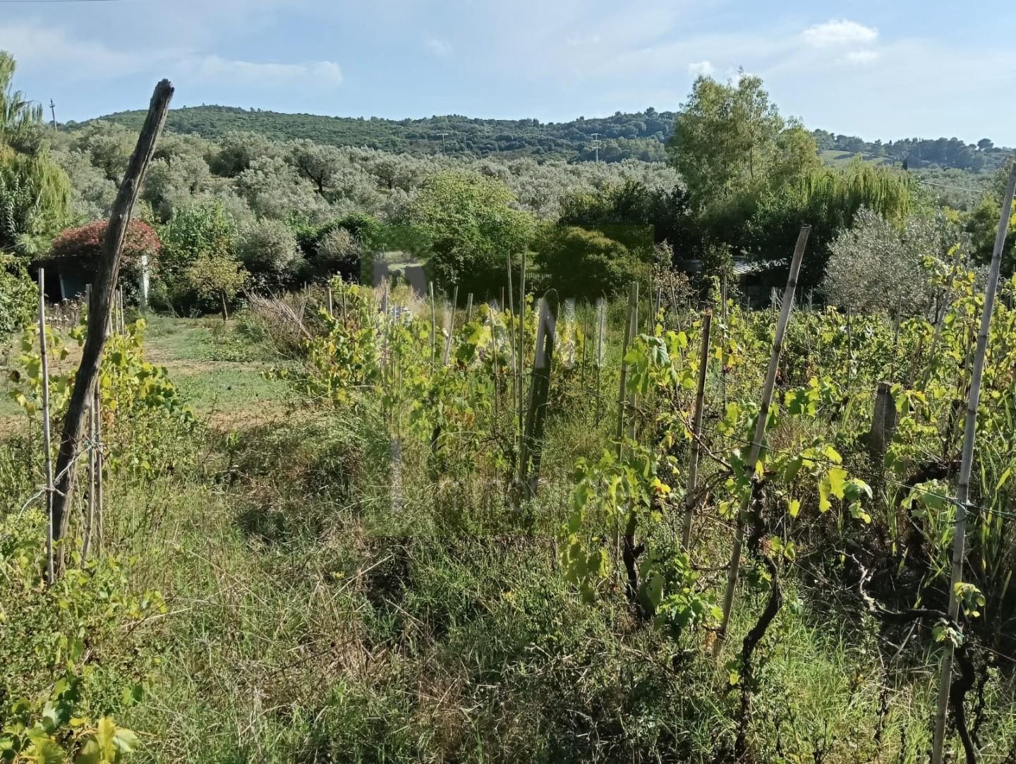 Terreno Agricolo in vendita, Livorno limoncino