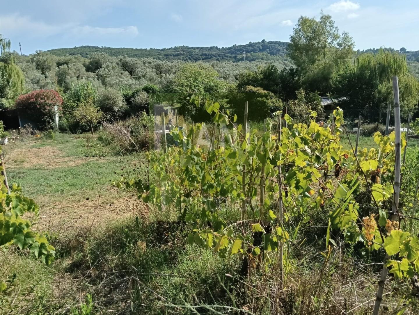 Terreno Agricolo in vendita, Livorno limoncino