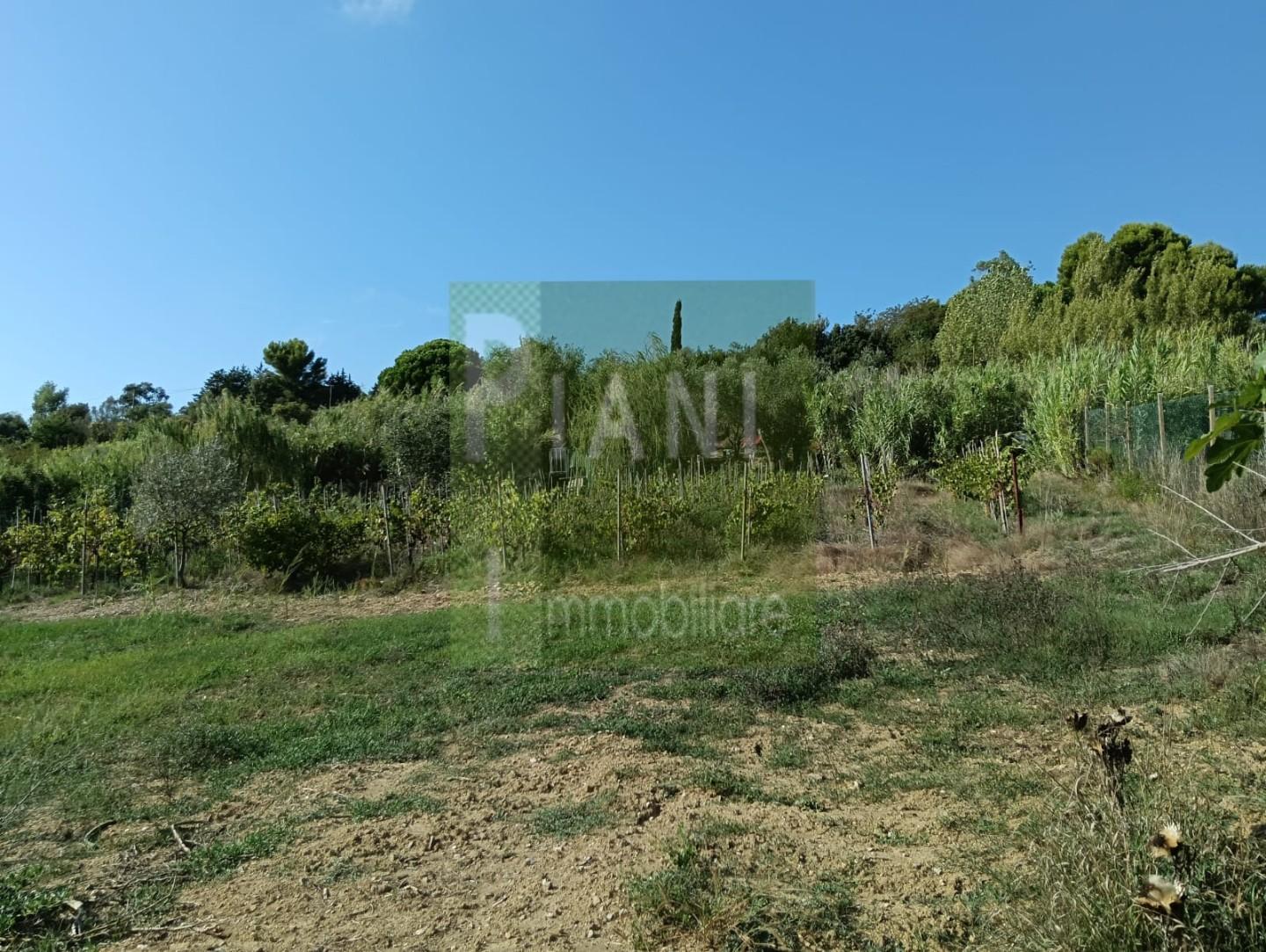 Terreno Agricolo in vendita, Livorno limoncino