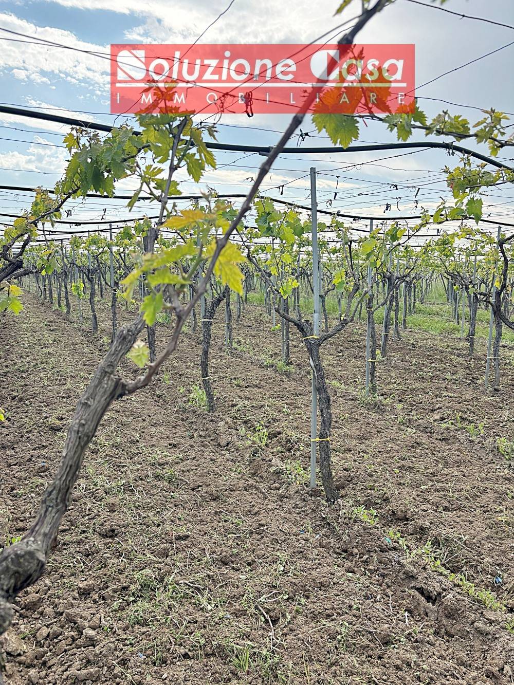Terreno Agricolo in vendita a Cerignola