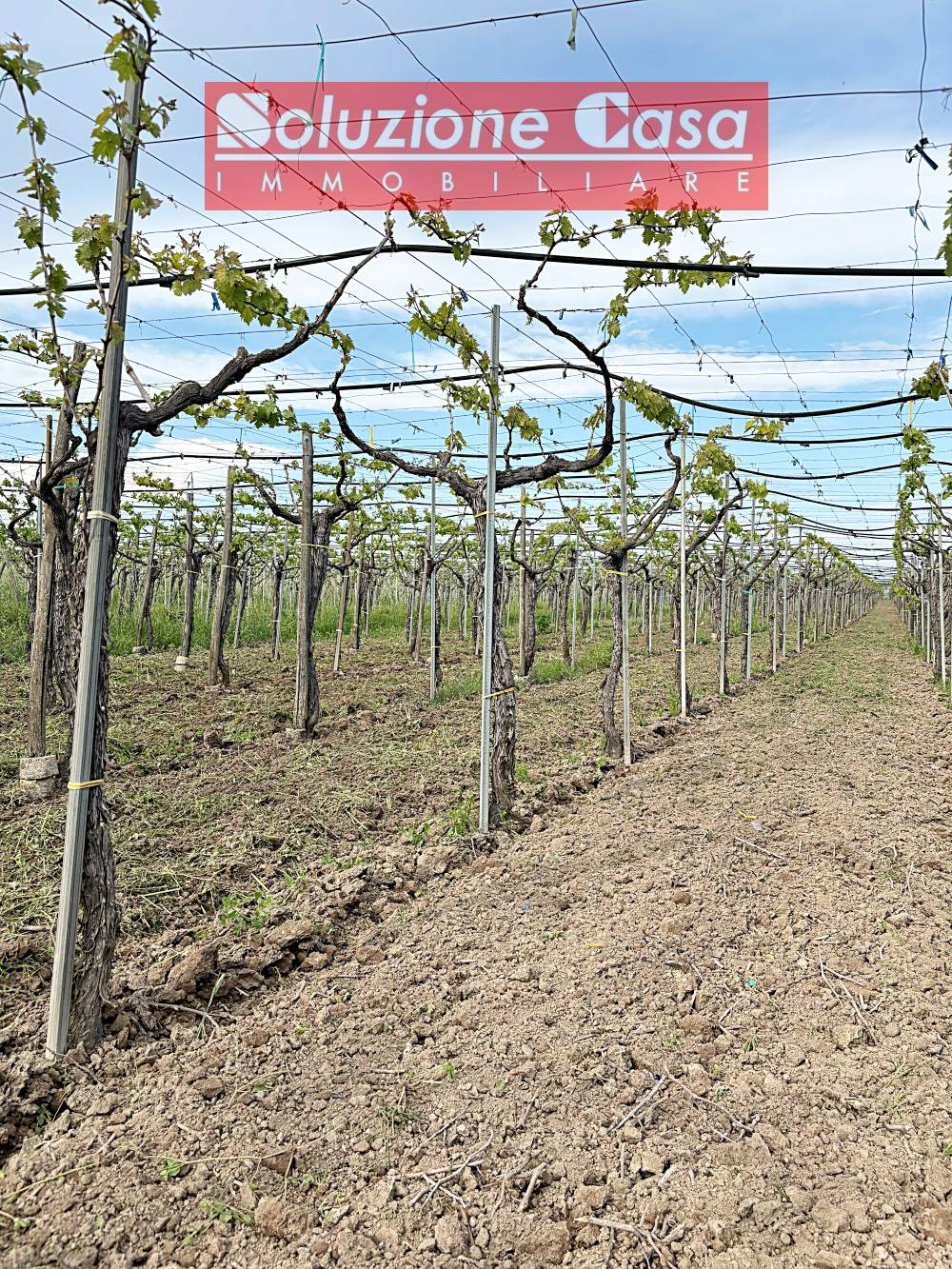 Terreno Agricolo in vendita a Cerignola