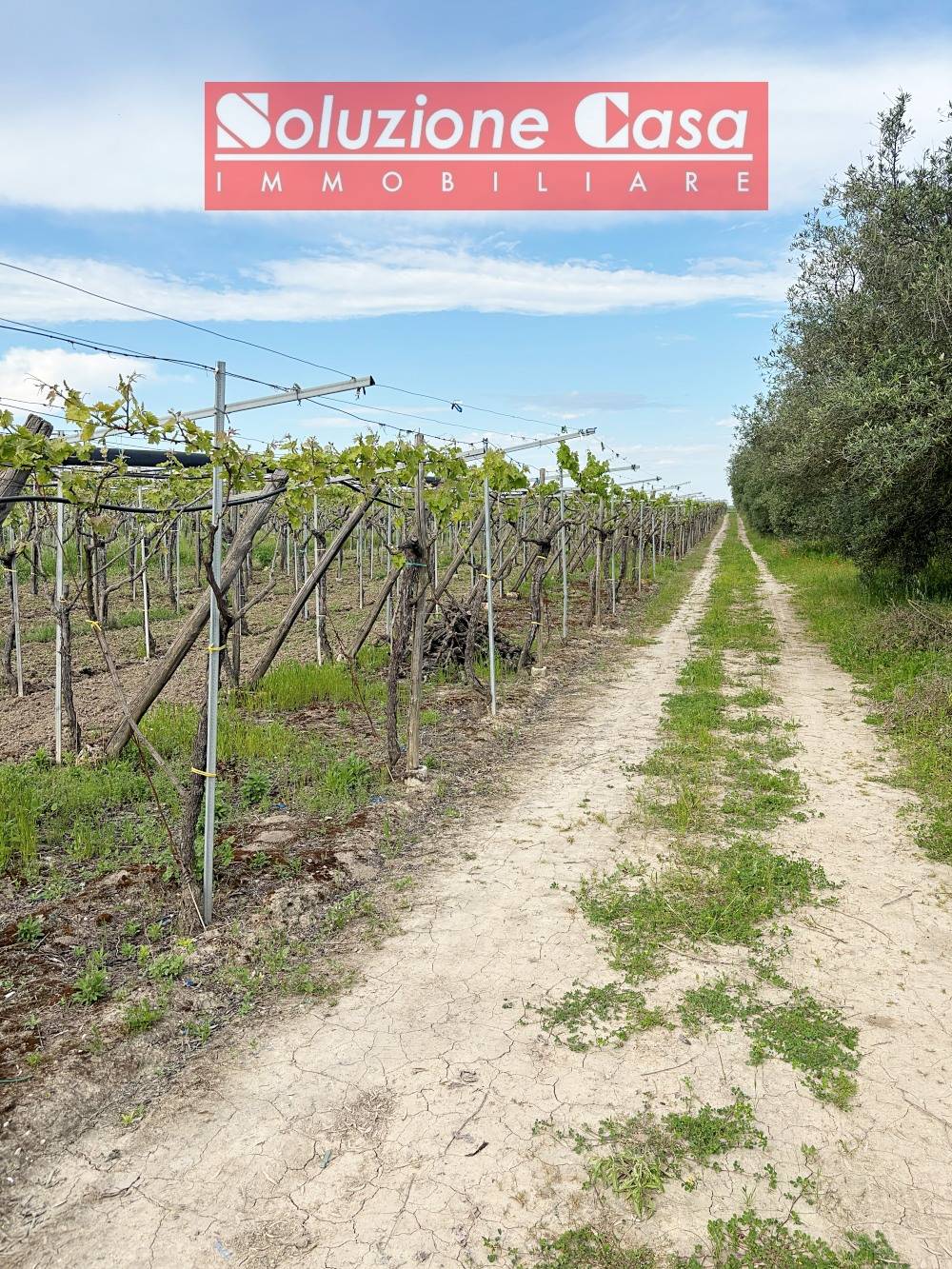 Terreno Agricolo in vendita a Cerignola