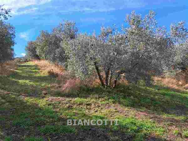 Attivit� commerciale in vendita a Scansano