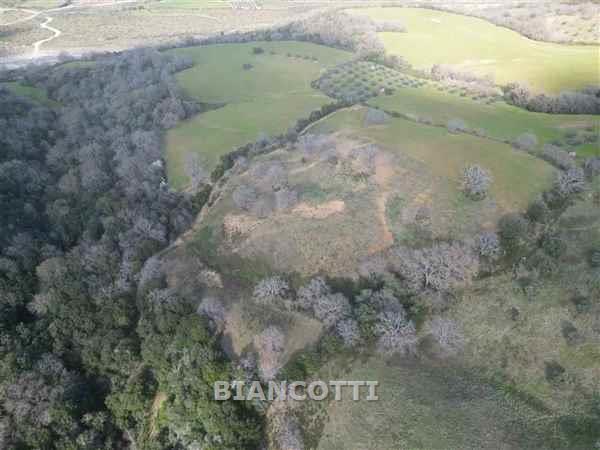 Terreno in vendita a Scansano