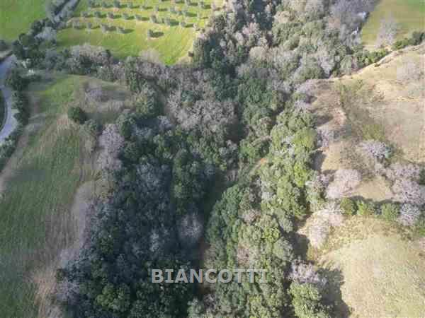 Terreno in vendita a Scansano