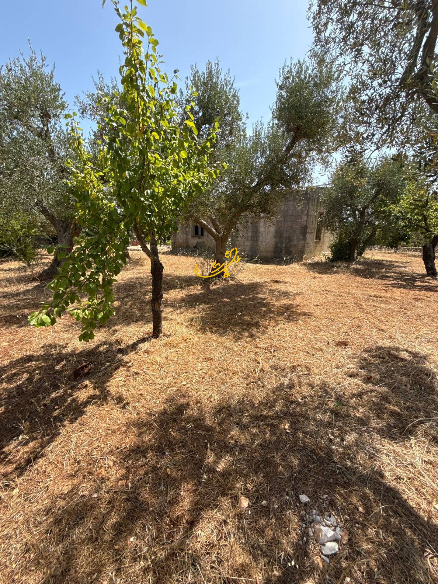 Rustico in vendita a Monopoli