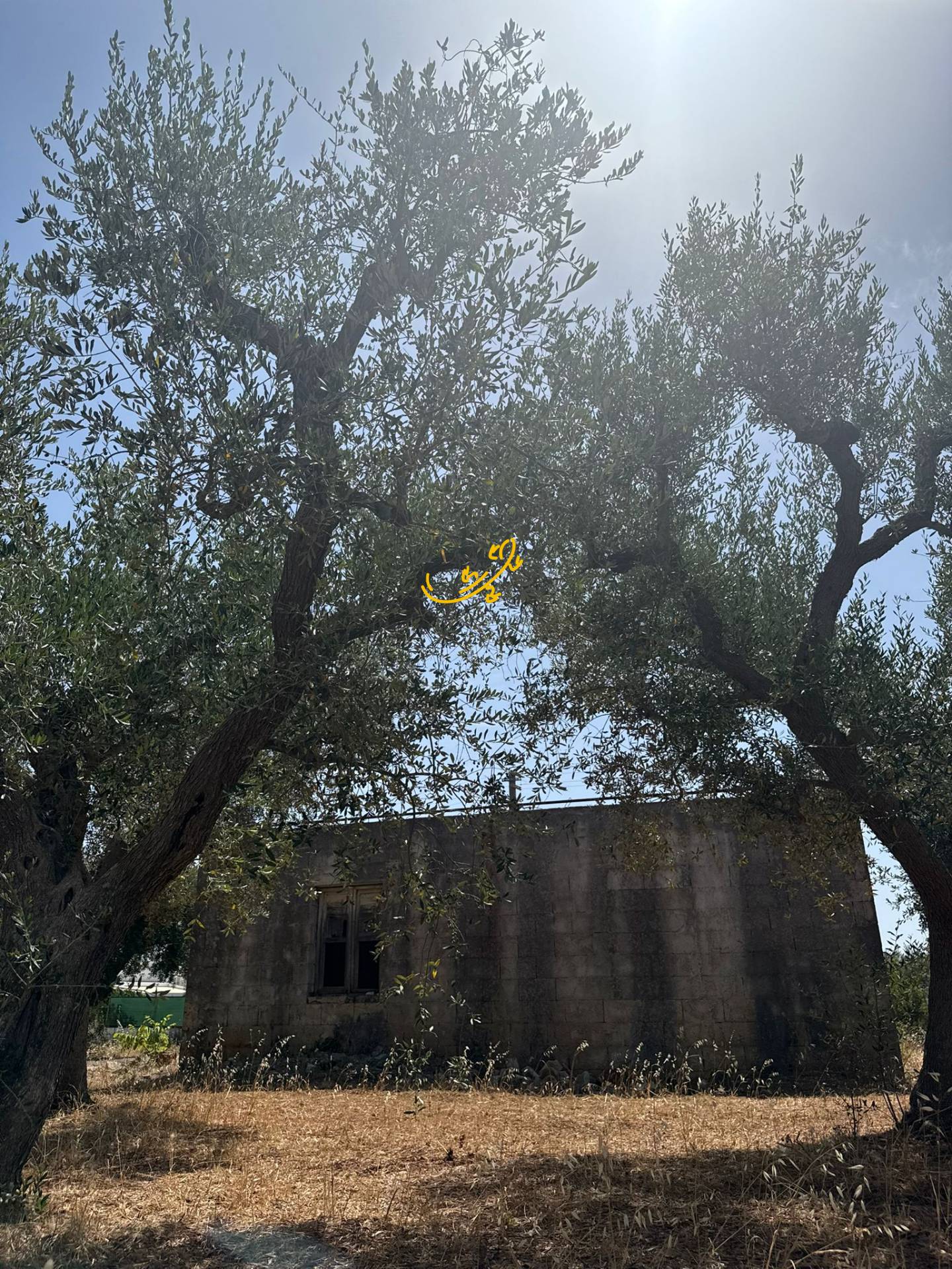 Rustico in vendita a Monopoli